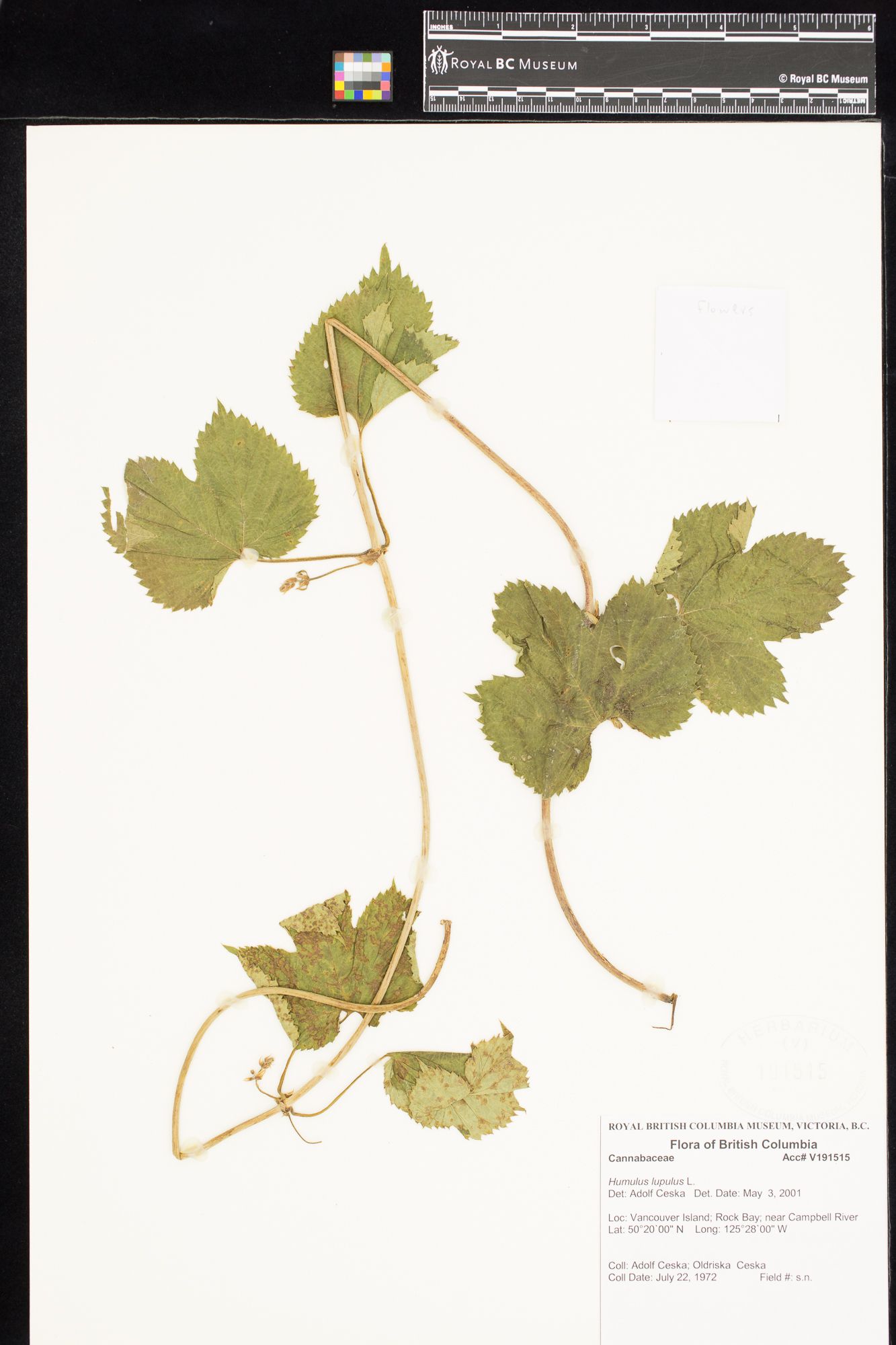 Image representing Humulus lupulus.
