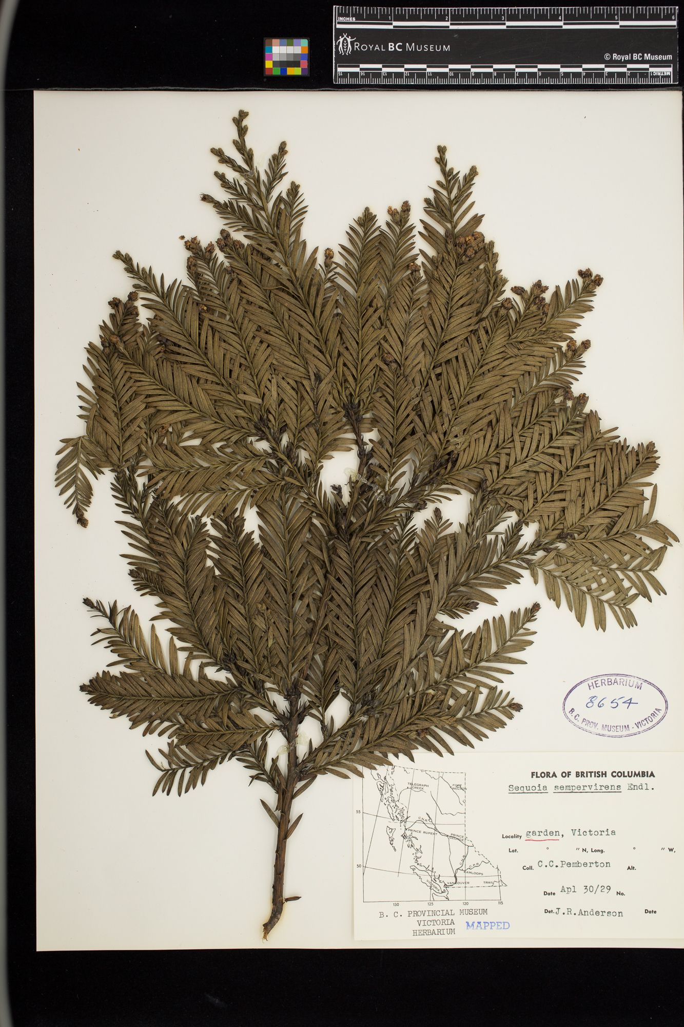 Image representing Sequoia sempervirens.