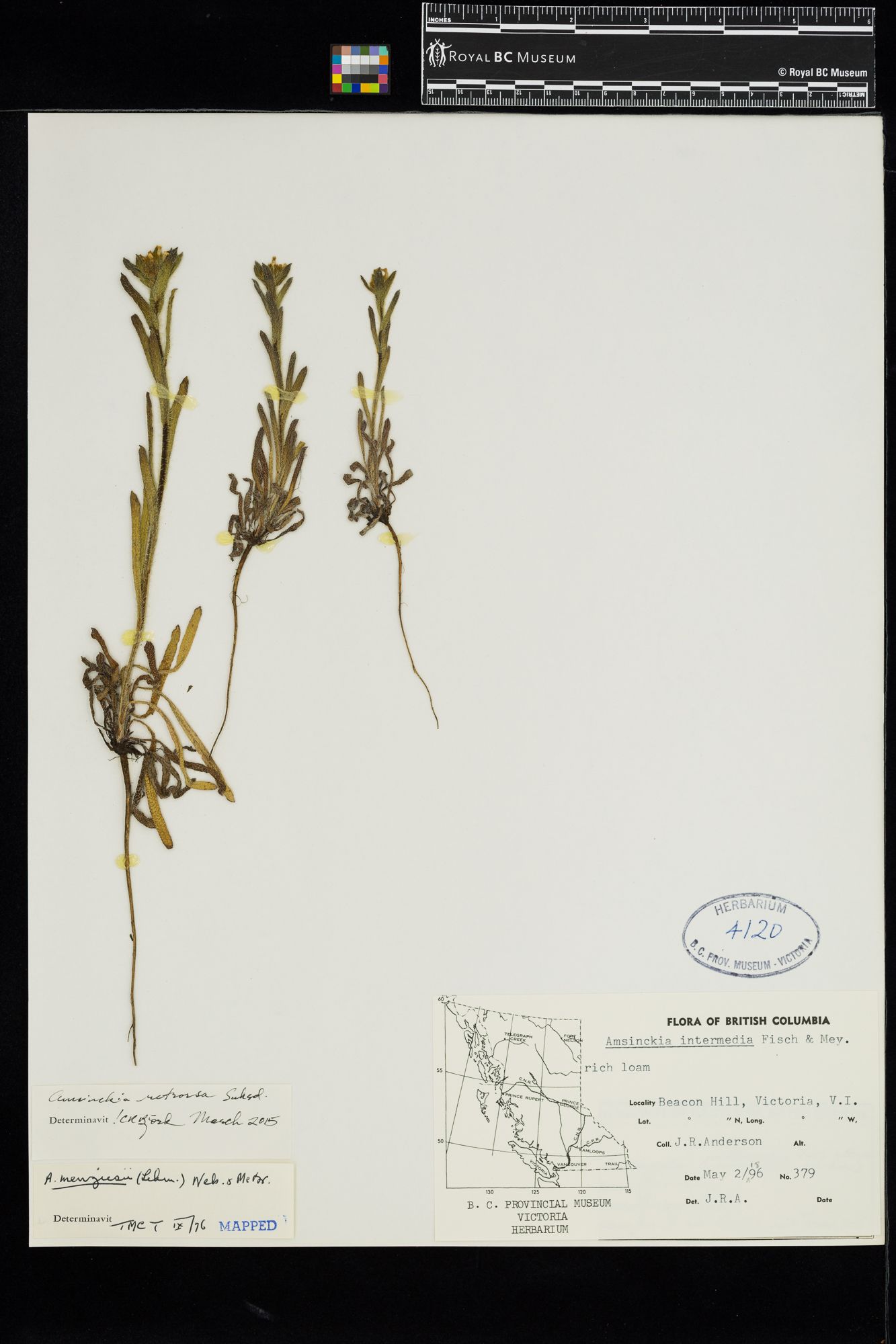 Image representing Poa secunda ssp. secunda.