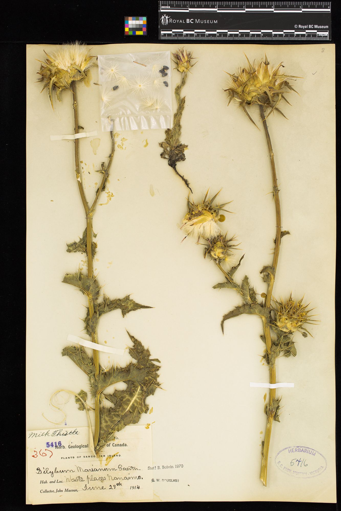 Image representing Silybum marianum.