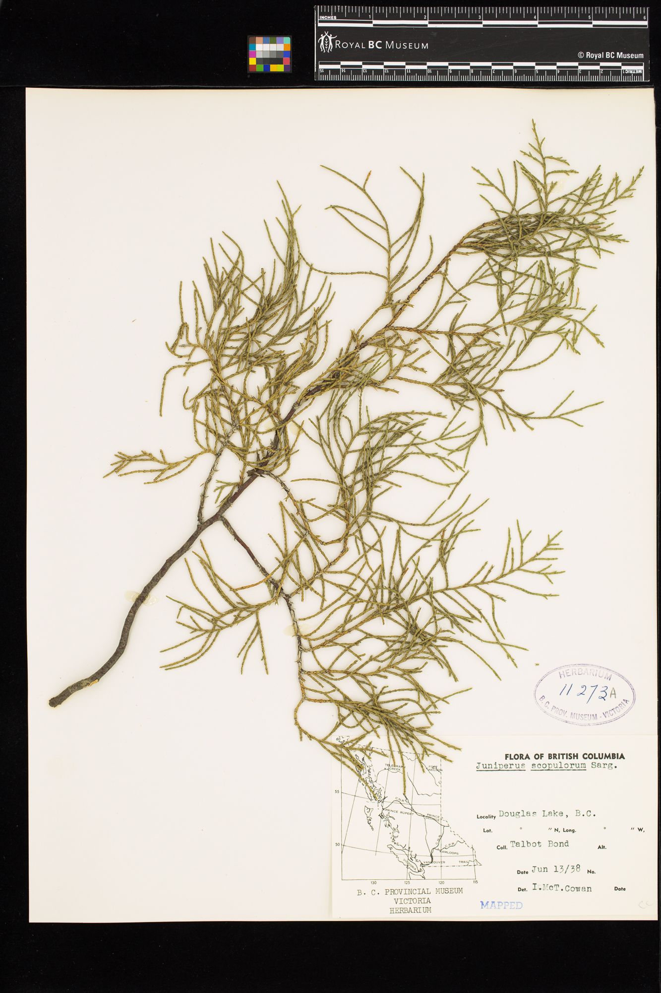 Image representing Juniperus scopulorum.
