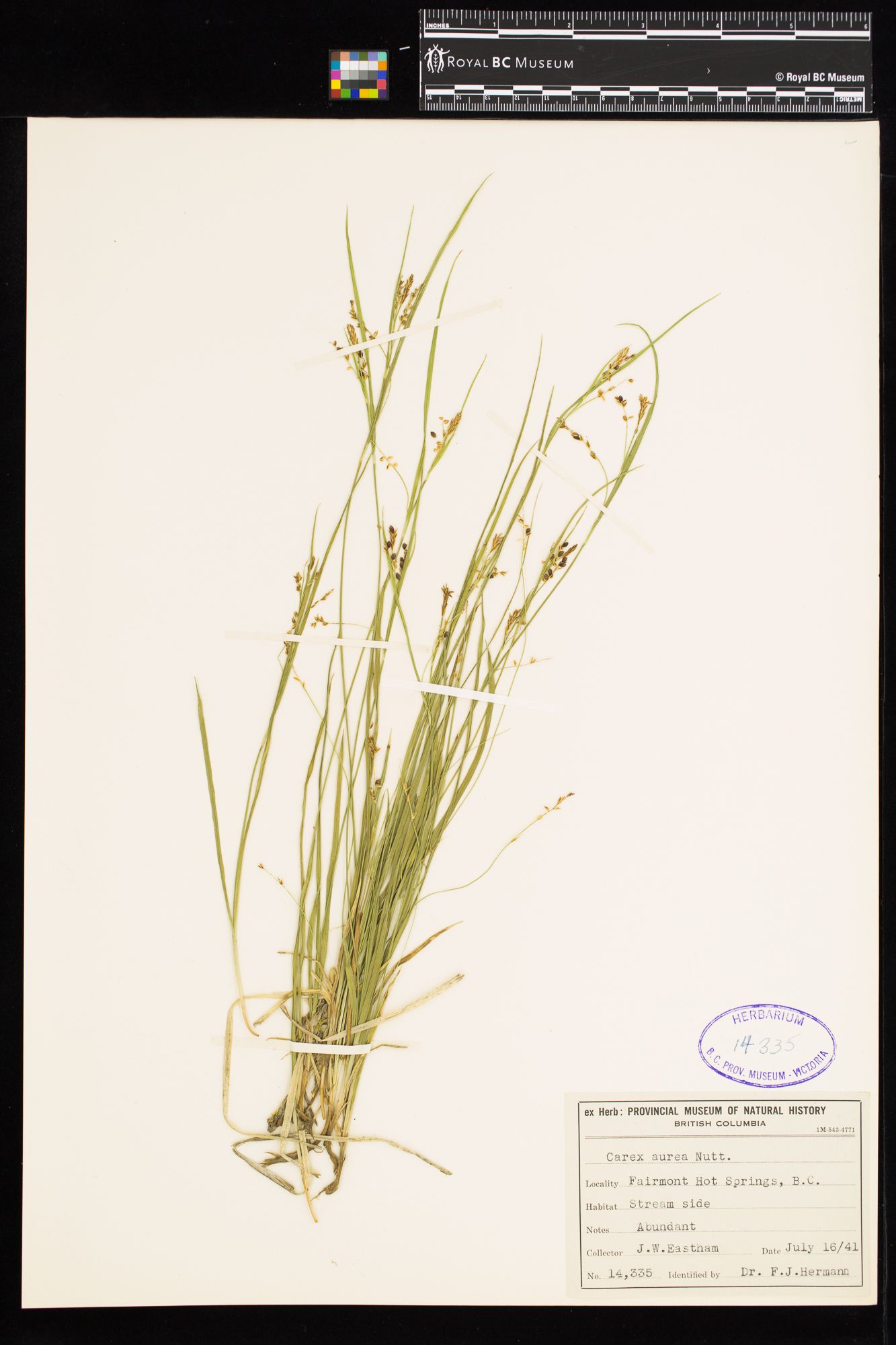 Image representing Carex aurea.