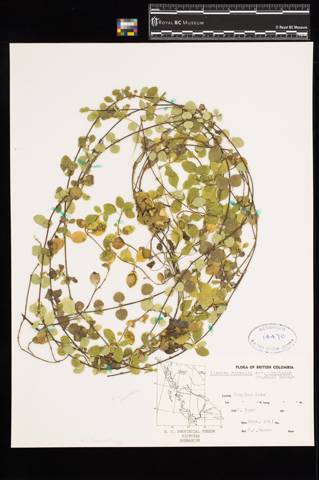 Image representing Linnaea borealis ssp. longiflora.