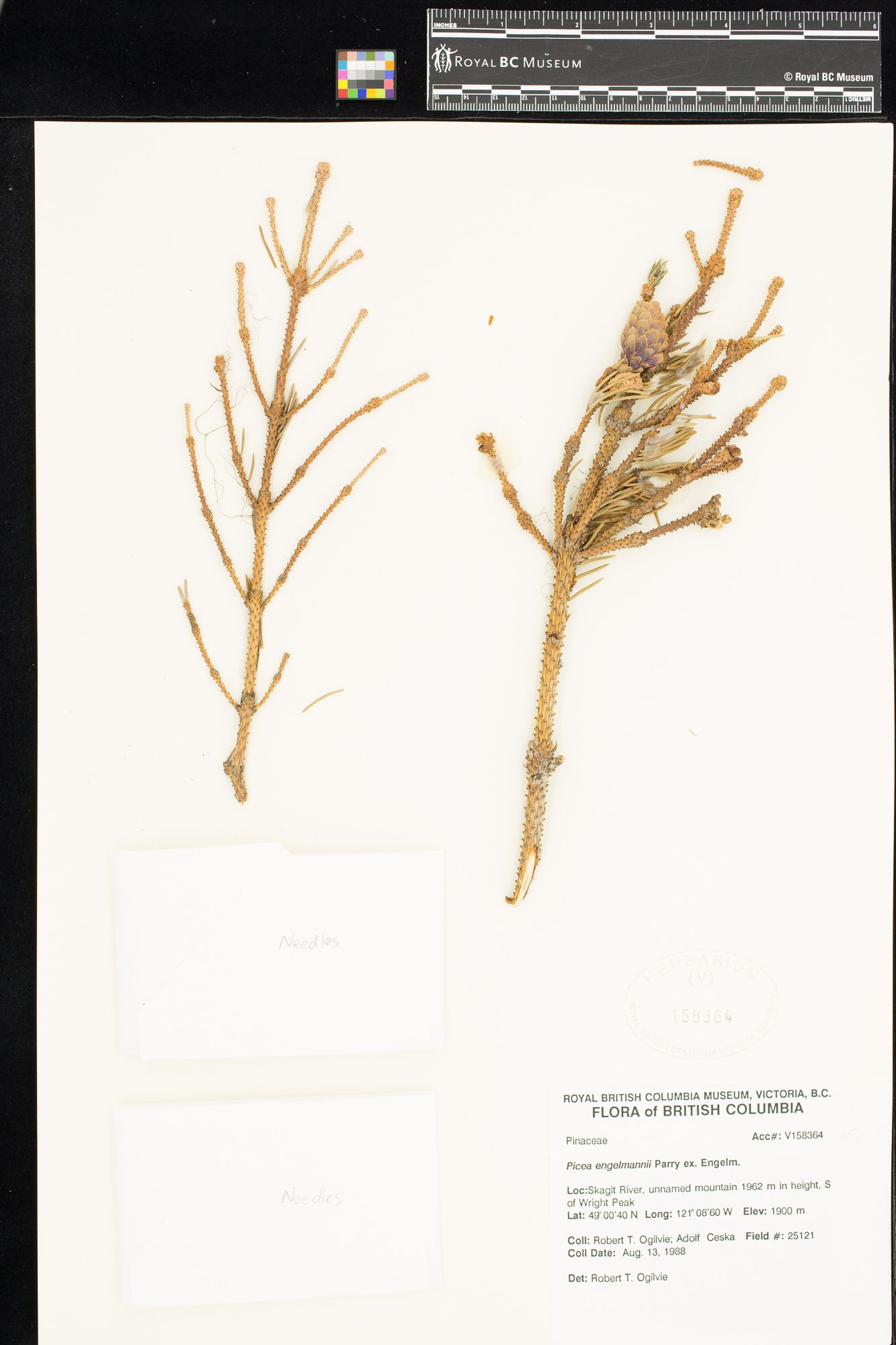 Image representing Picea engelmannii.