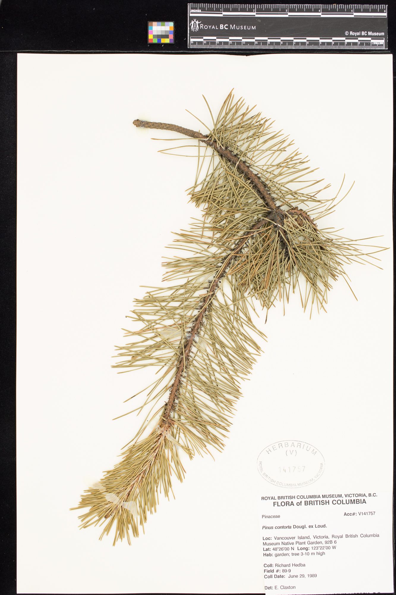 Image representing Pinus contorta.