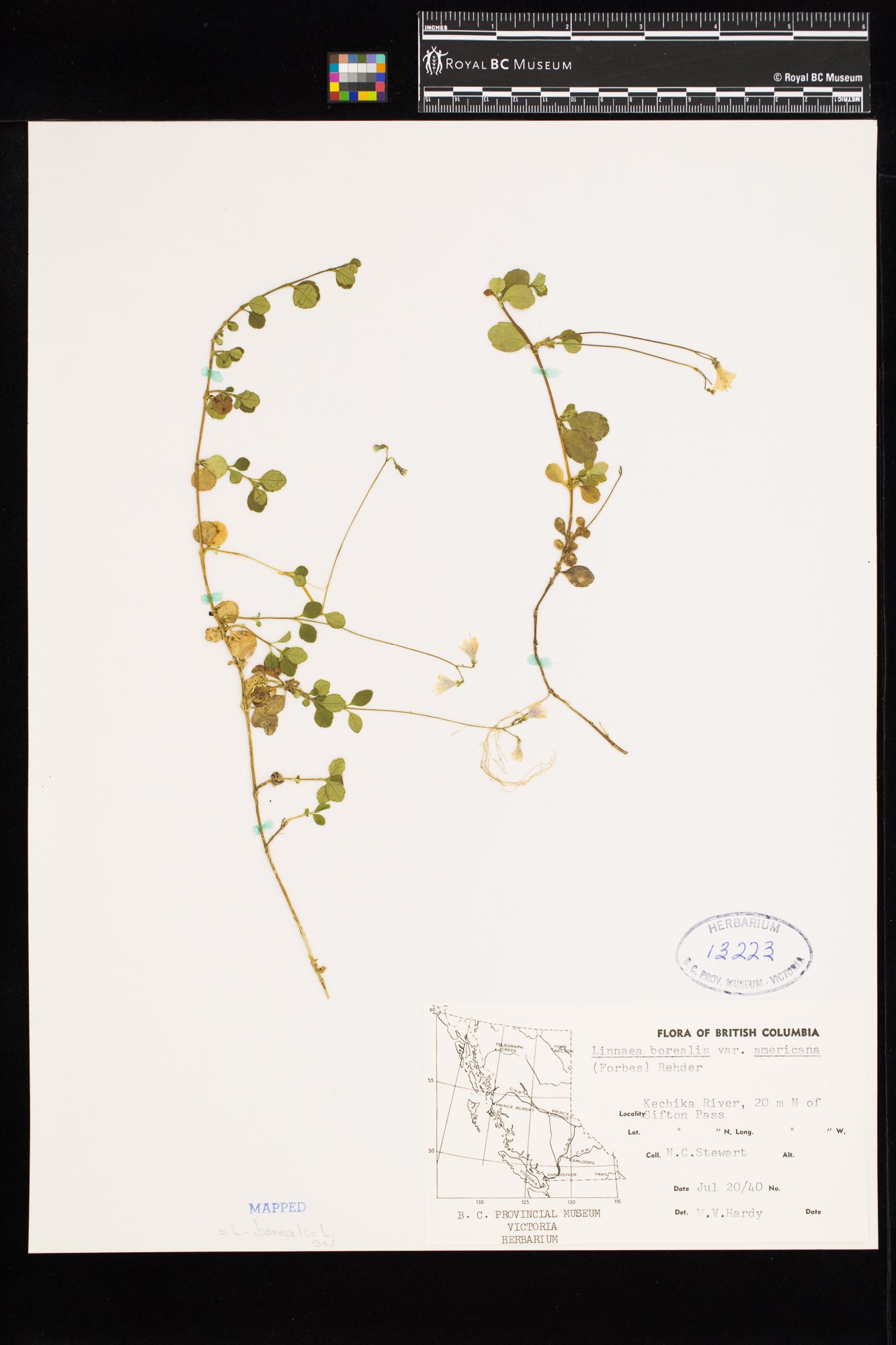 Image representing Linnaea borealis ssp. longiflora.