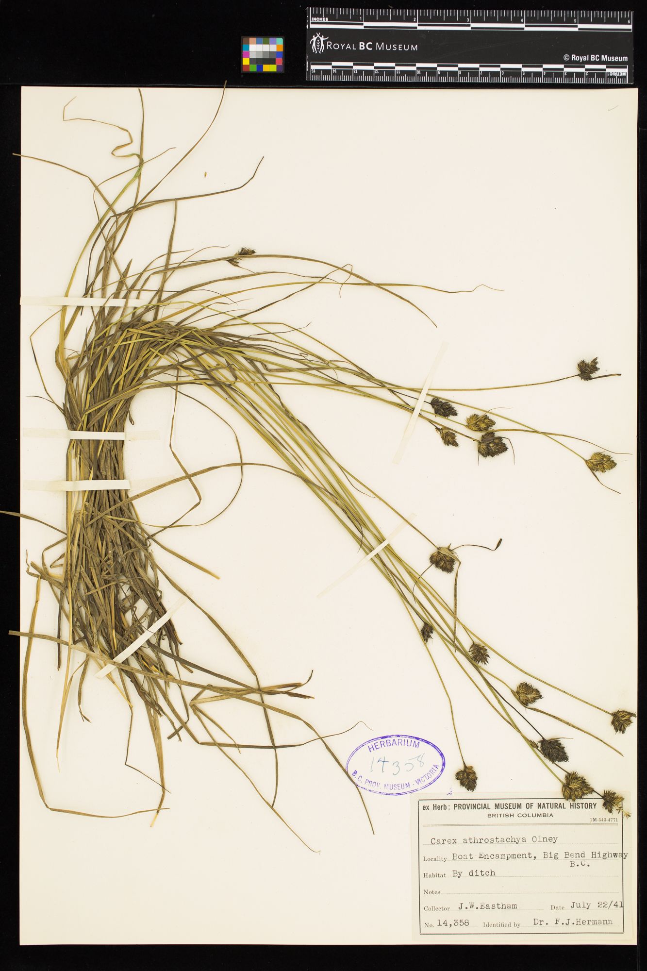 Image representing Carex athrostachya.