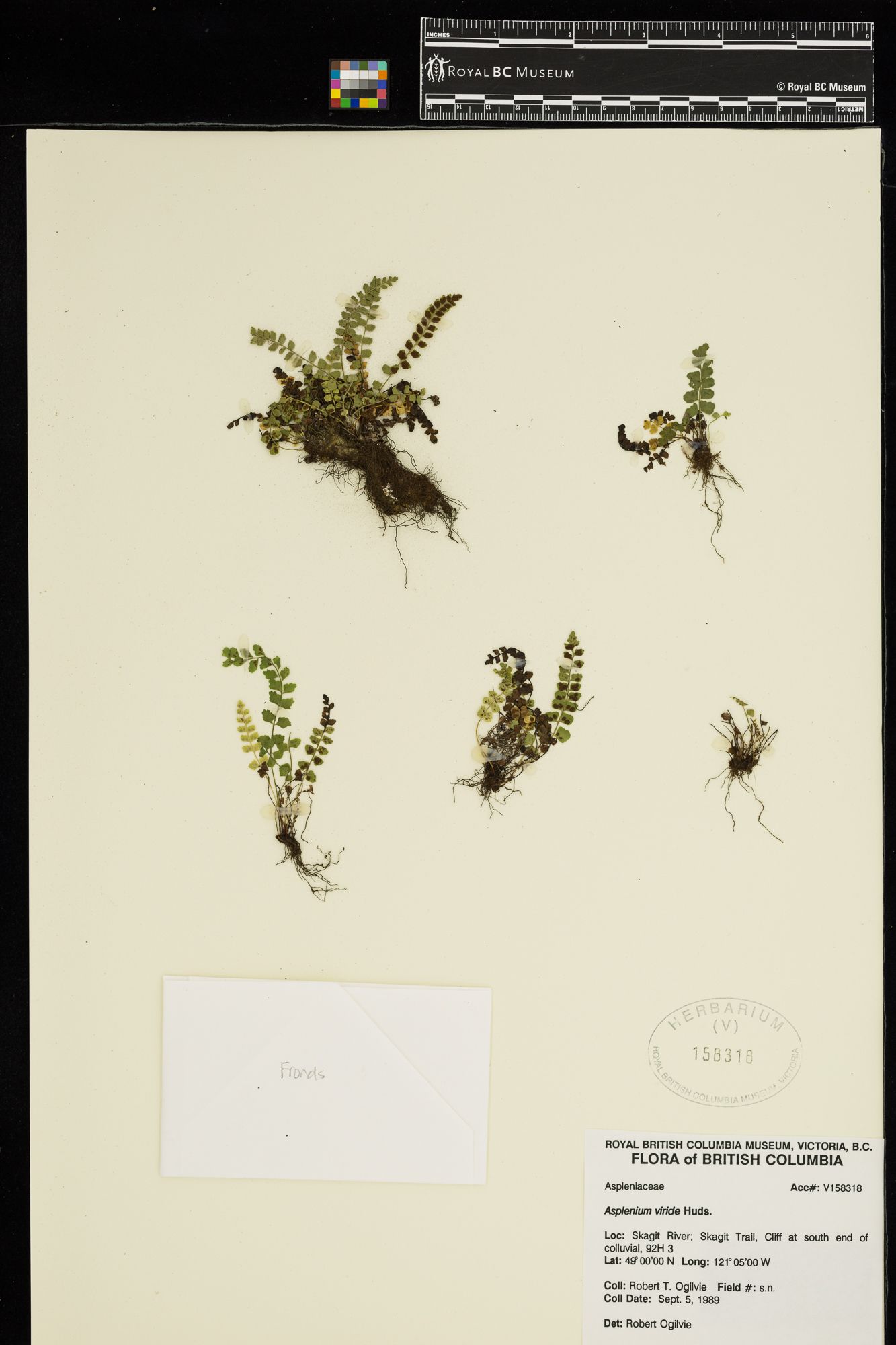 Image representing Asplenium viride.