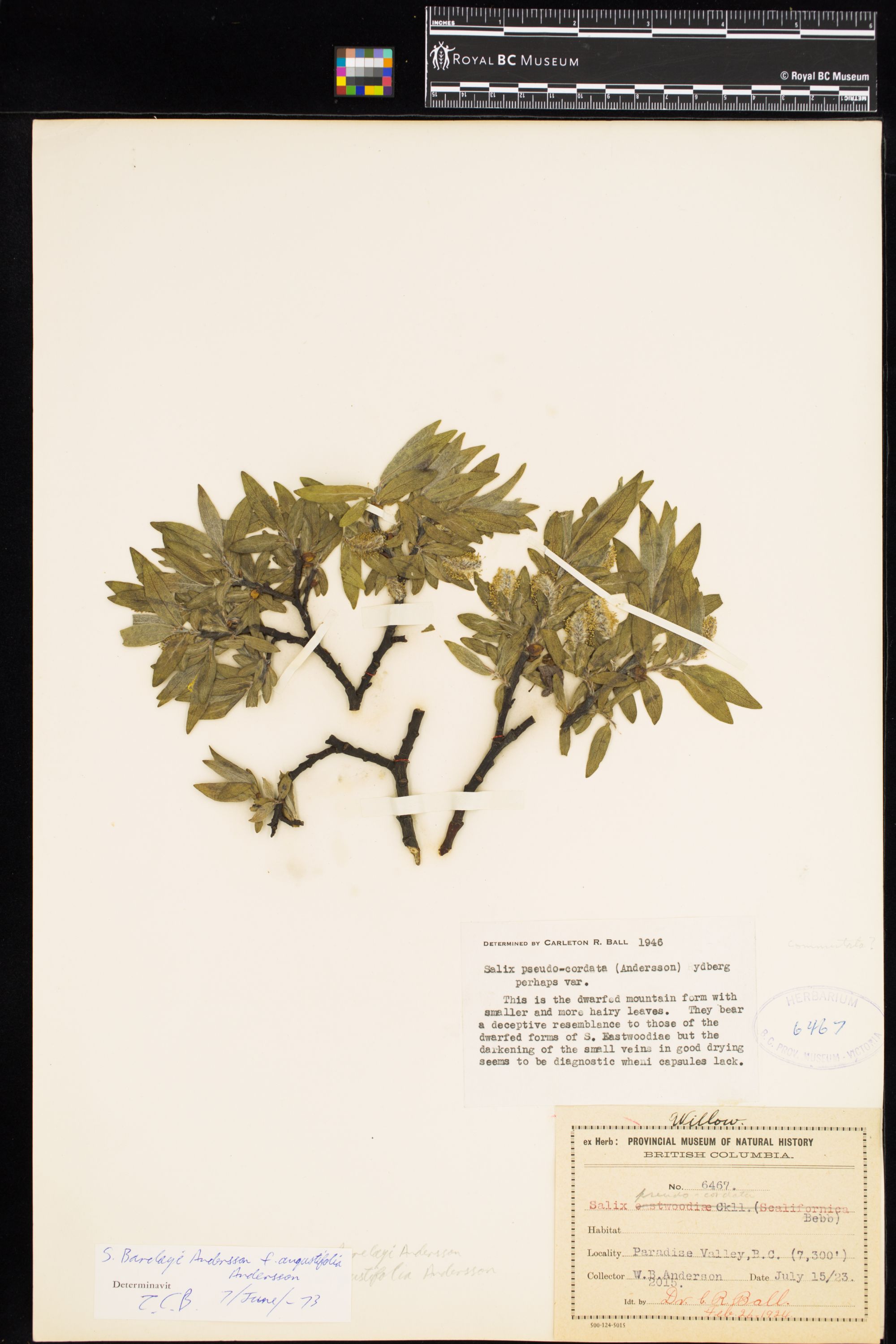 Image representing Salix barclayi f. angustifolia.