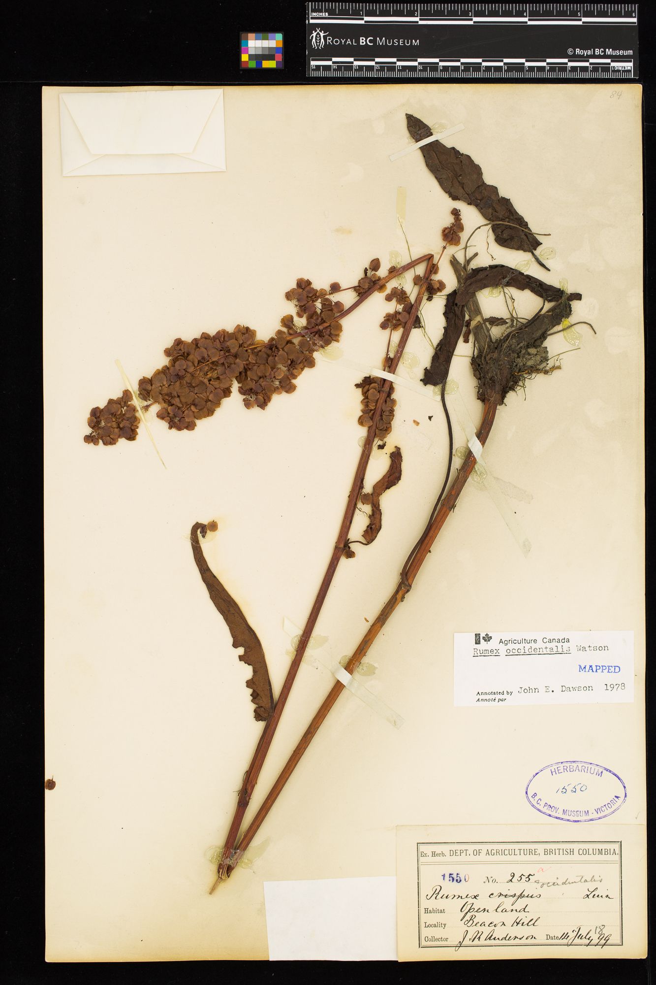 Image représentant Rumex occidentalis