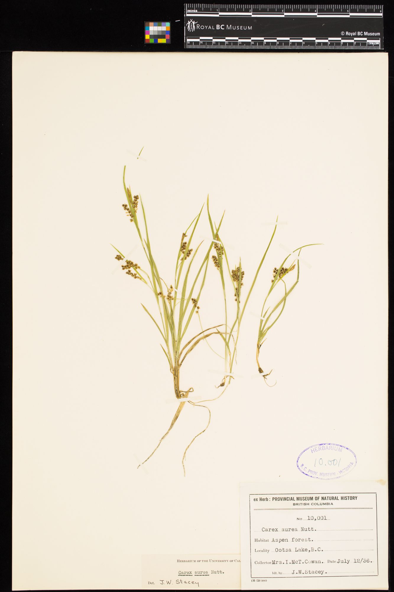 Image representing Carex aurea.
