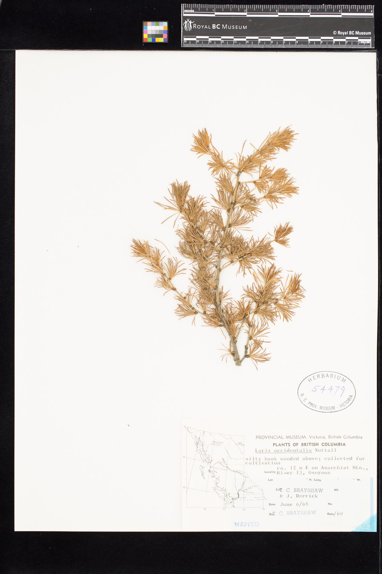 Image representing Larix occidentalis.