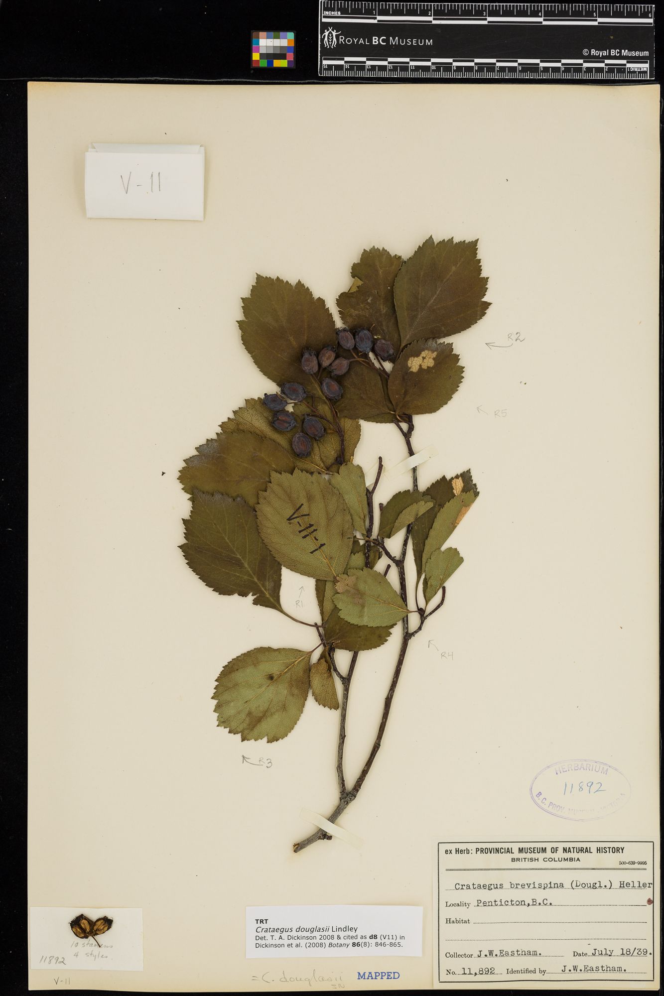 Image representing Crataegus douglasii.