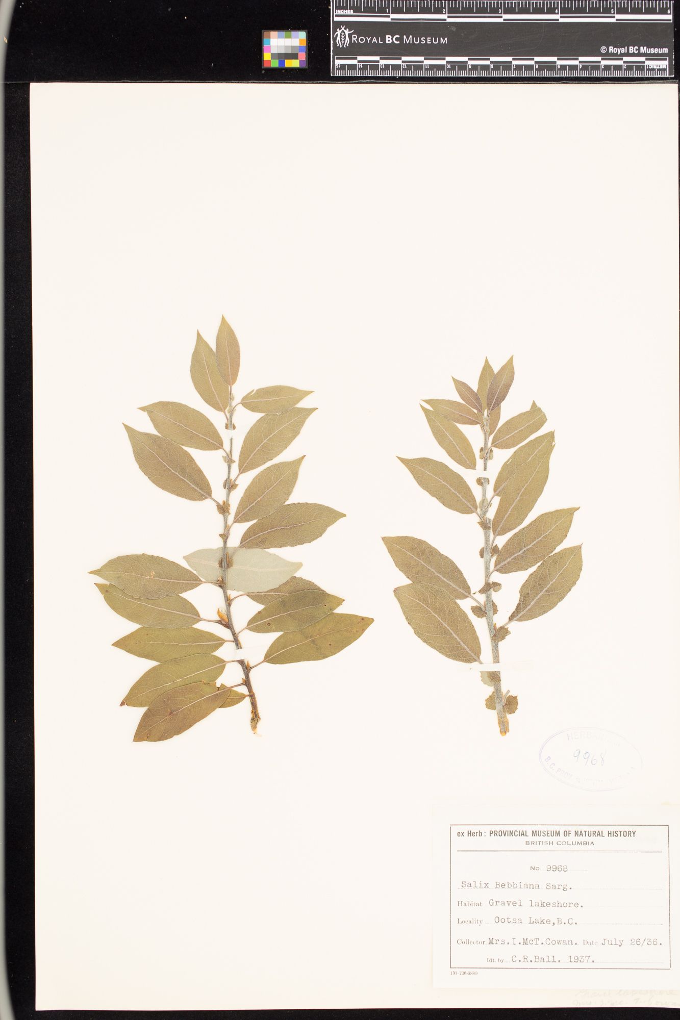 Image representing Salix bebbiana.