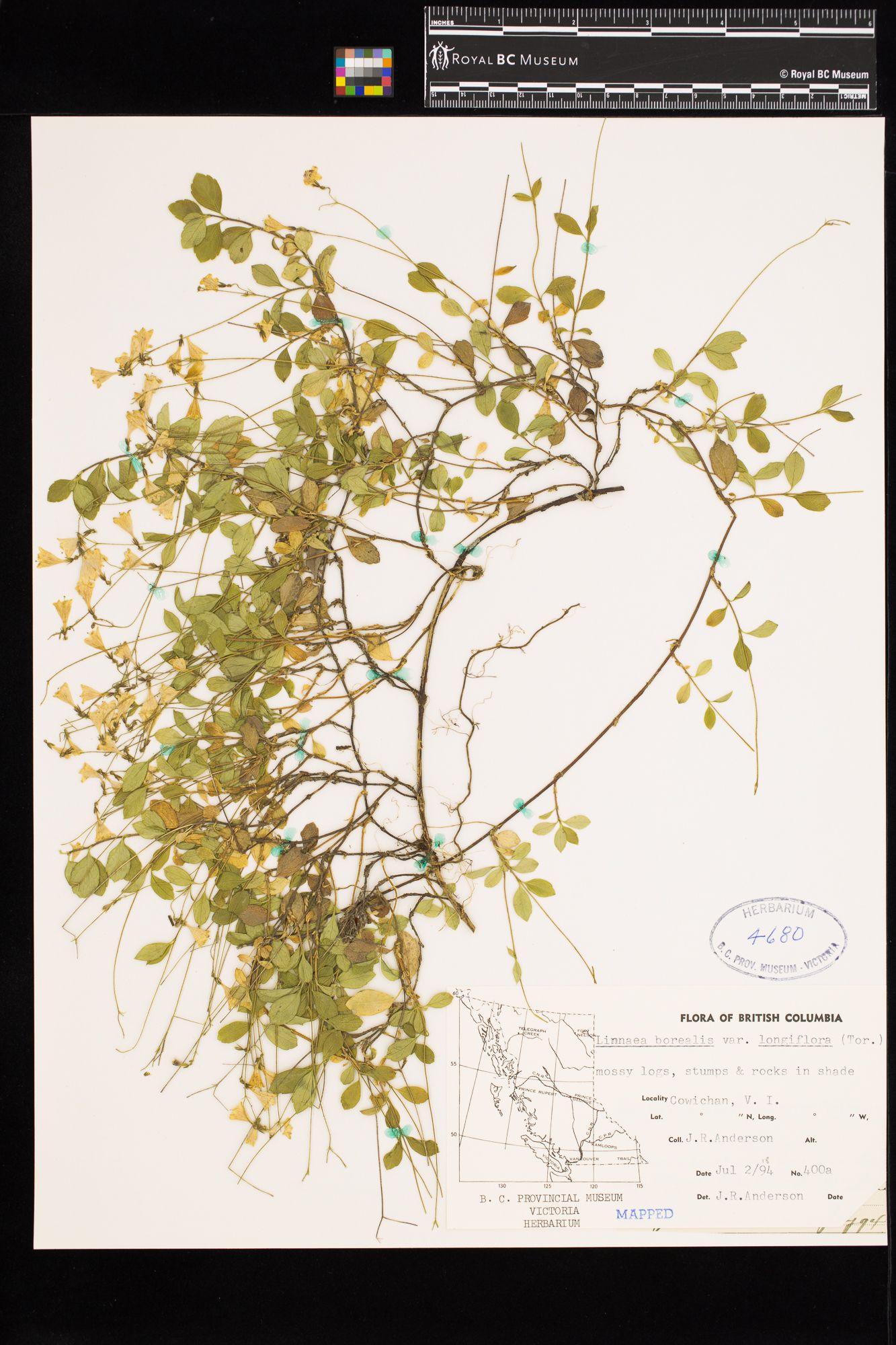 Image representing Linnaea borealis ssp. longiflora.