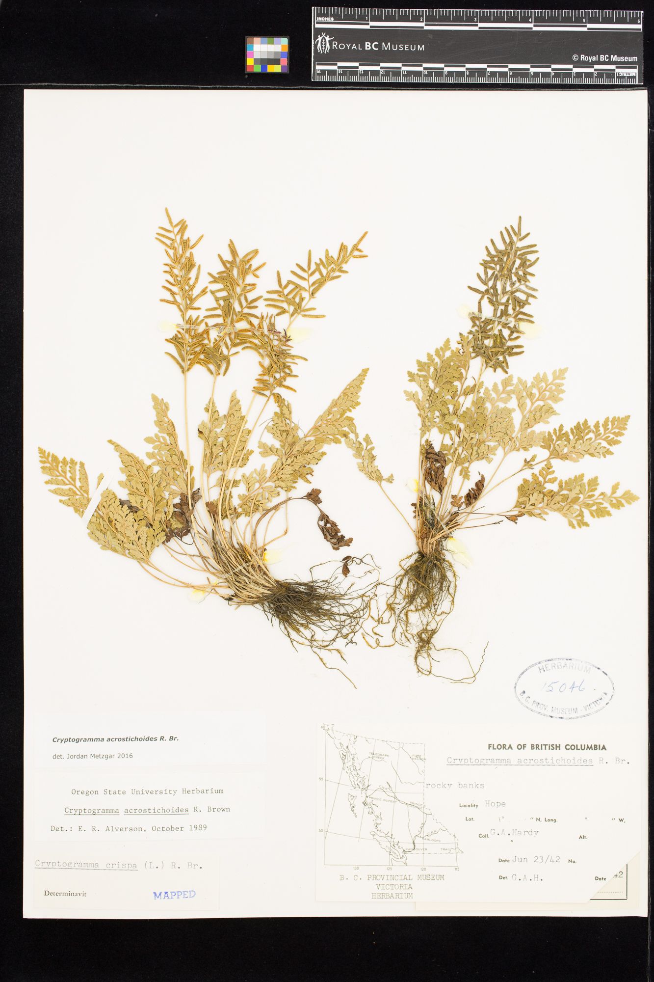 Image representing Cryptogramma acrostichoides.