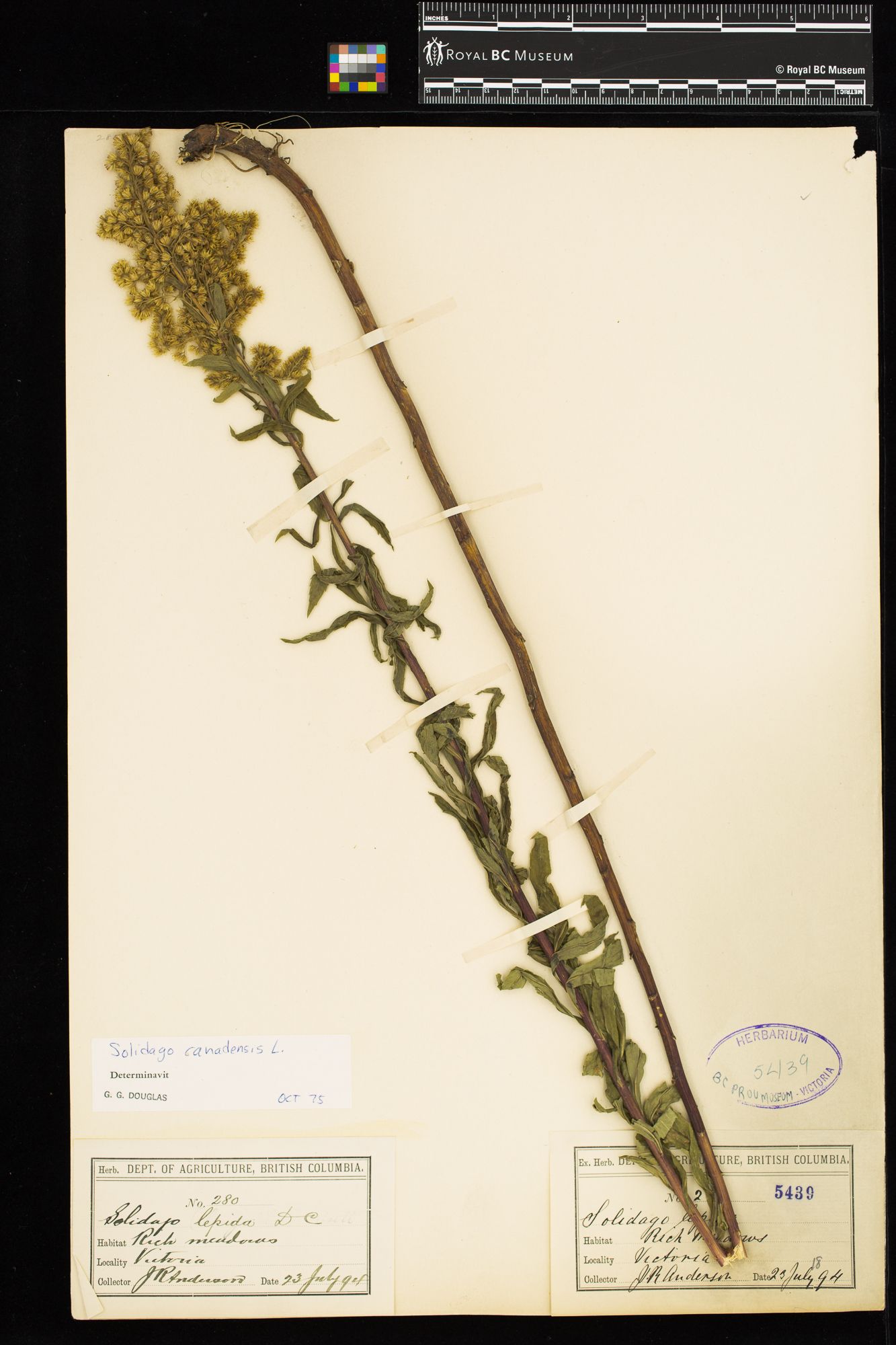 Image representing Solidago canadensis.