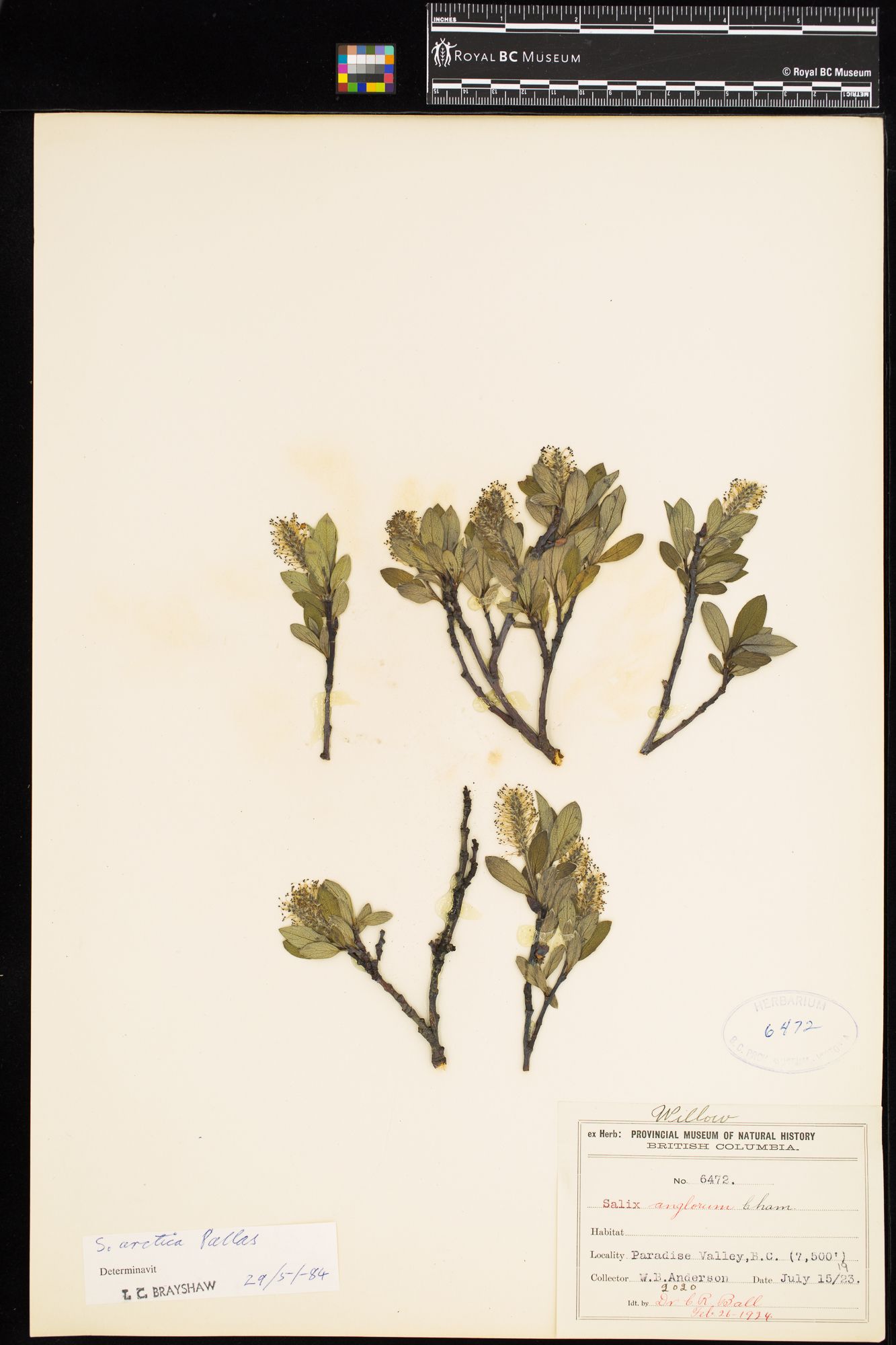 Image representing Salix arctica.