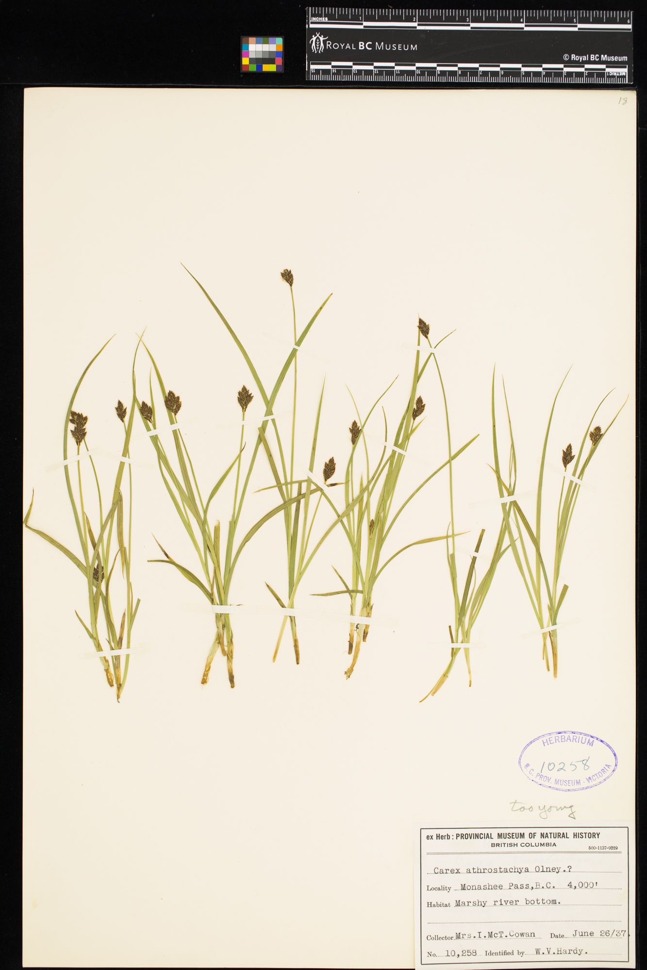 Image representing Carex athrostachya.