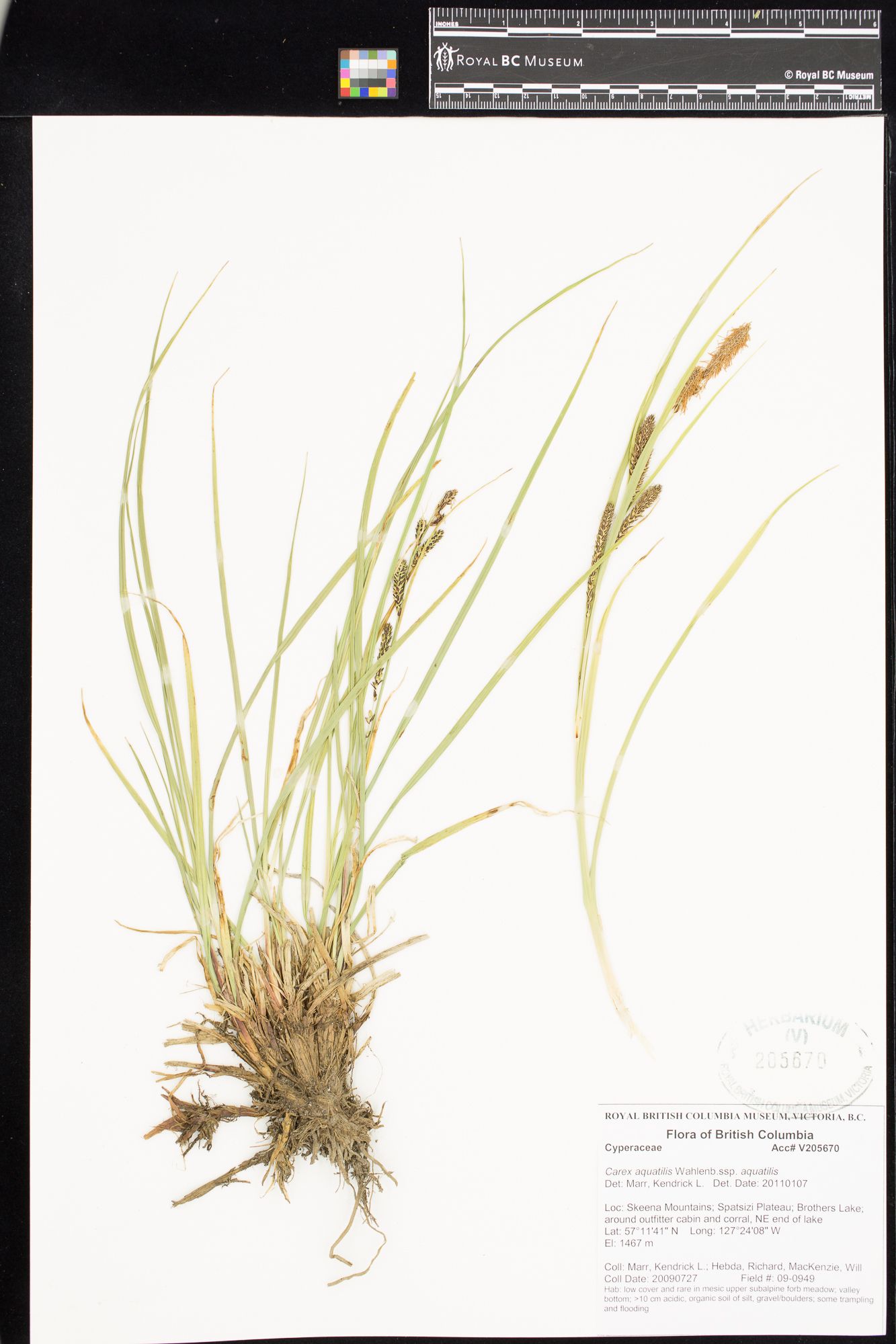 Image representing Carex aquatilis ssp. aquatilis.