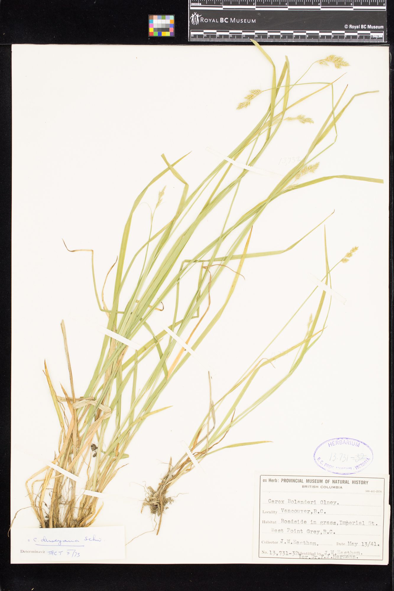 Image representing Carex deweyana.