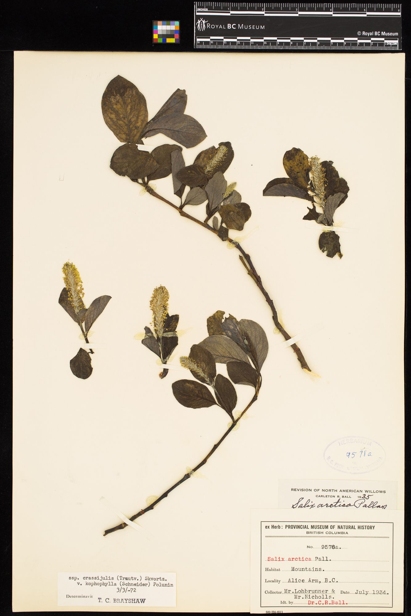 Image representing Salix arctica ssp. crassijulis.