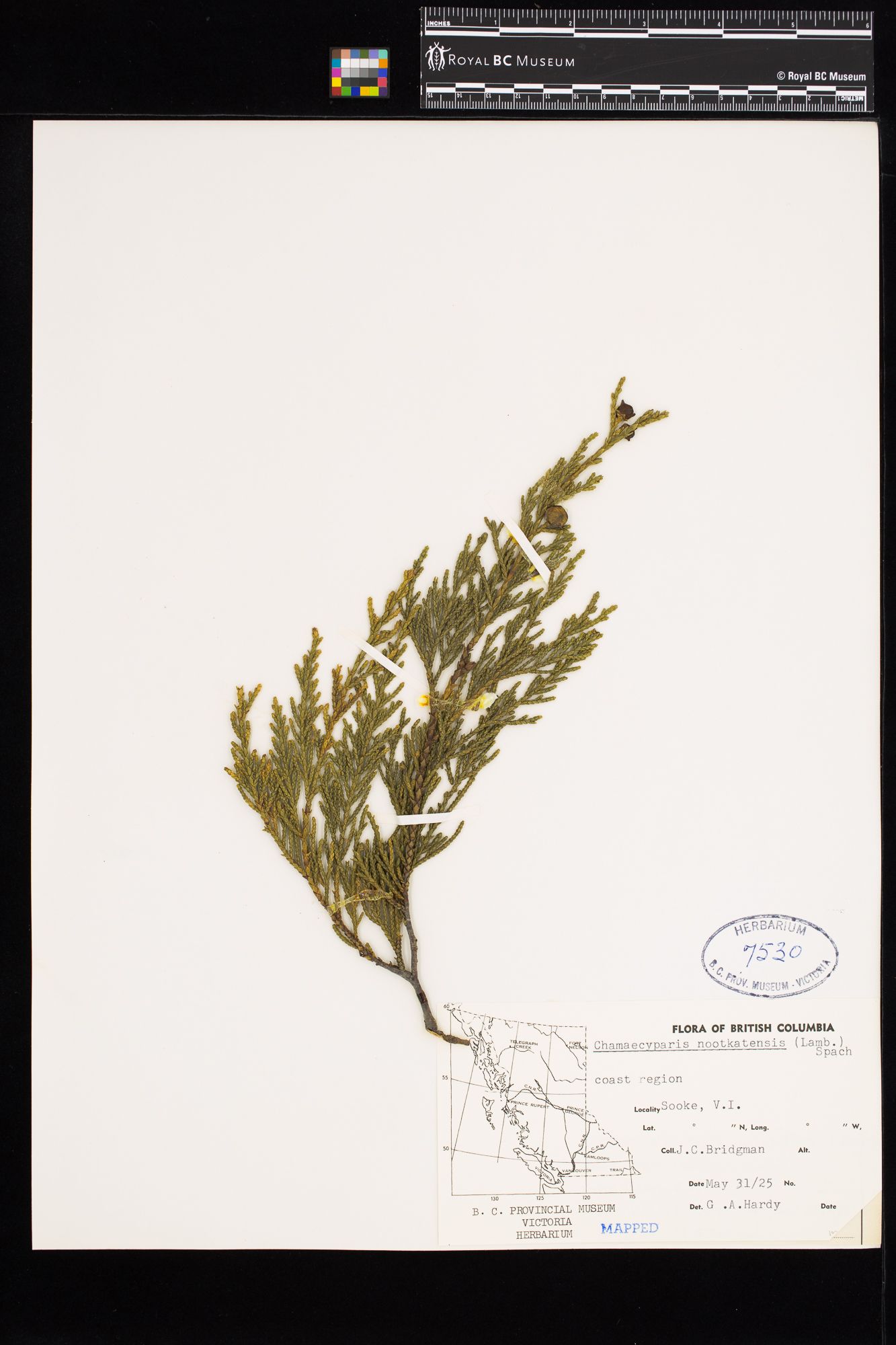 Image representing Chamaecyparis nootkatensis.