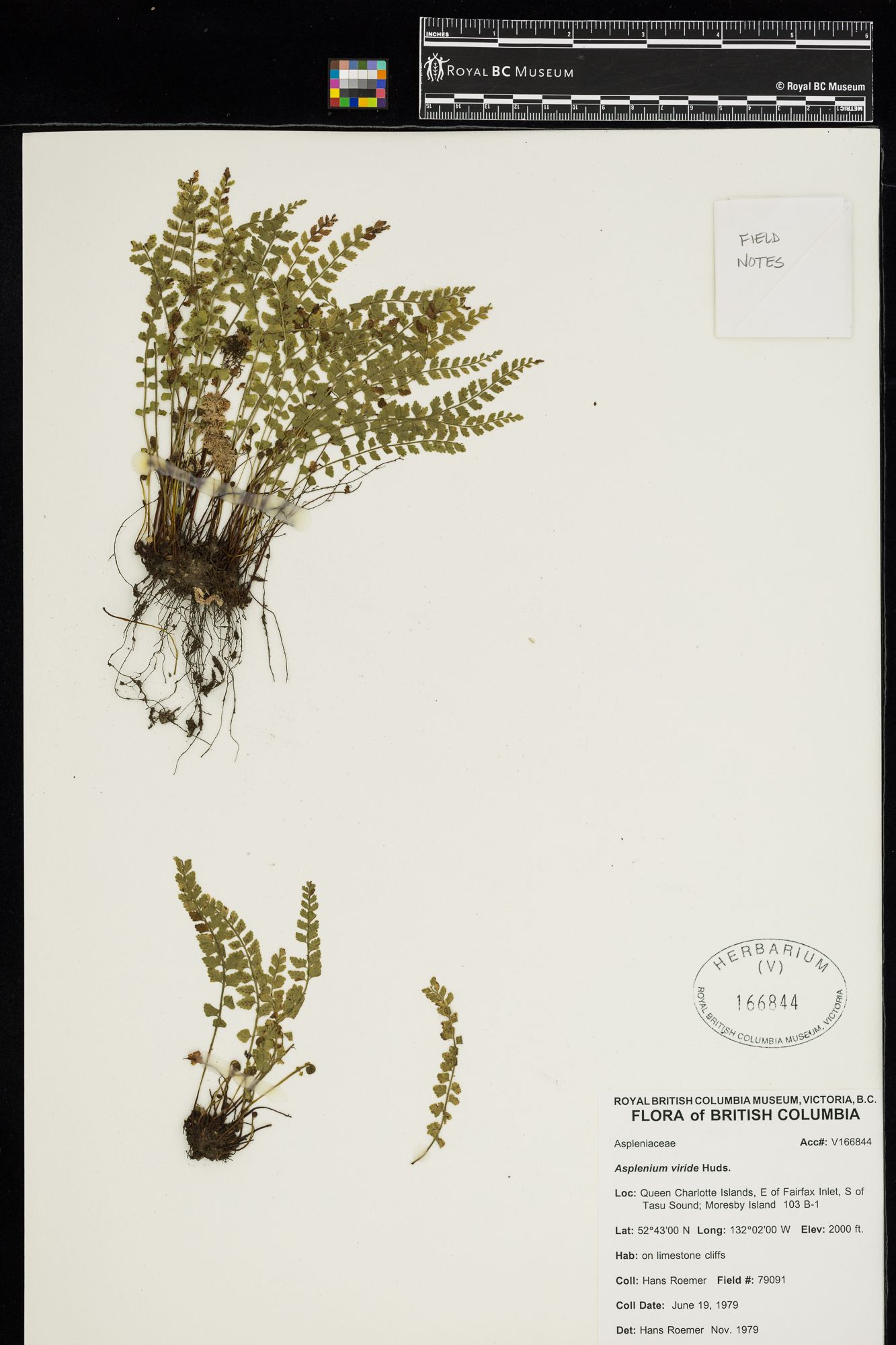Image representing Asplenium viride.