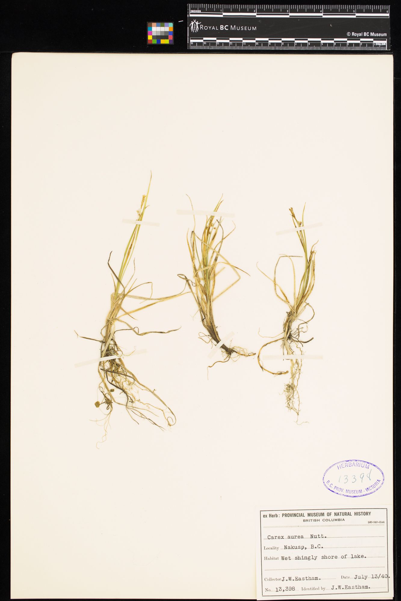 Image representing Carex aurea.