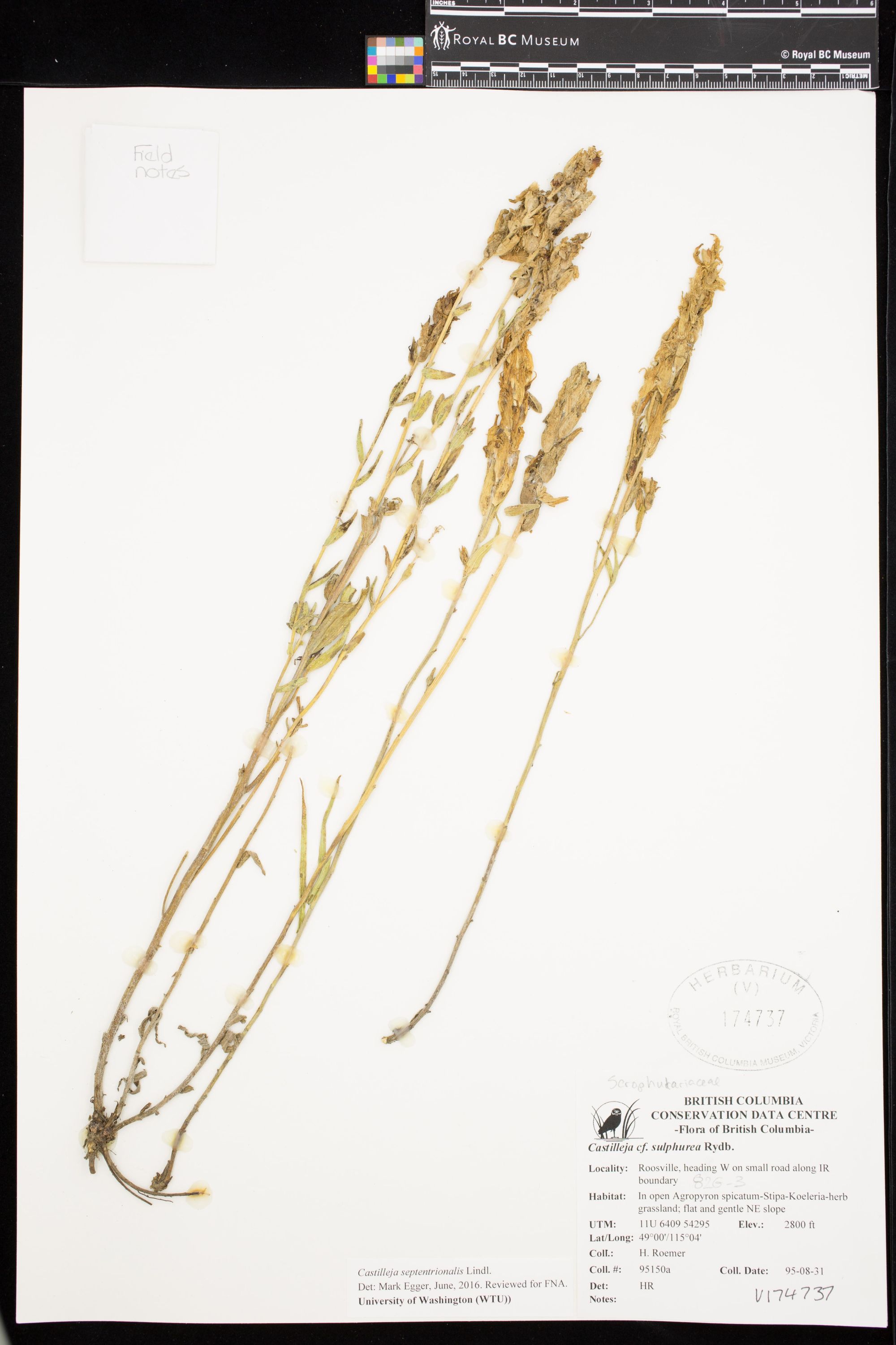 Image representing Castilleja septentrionalis.