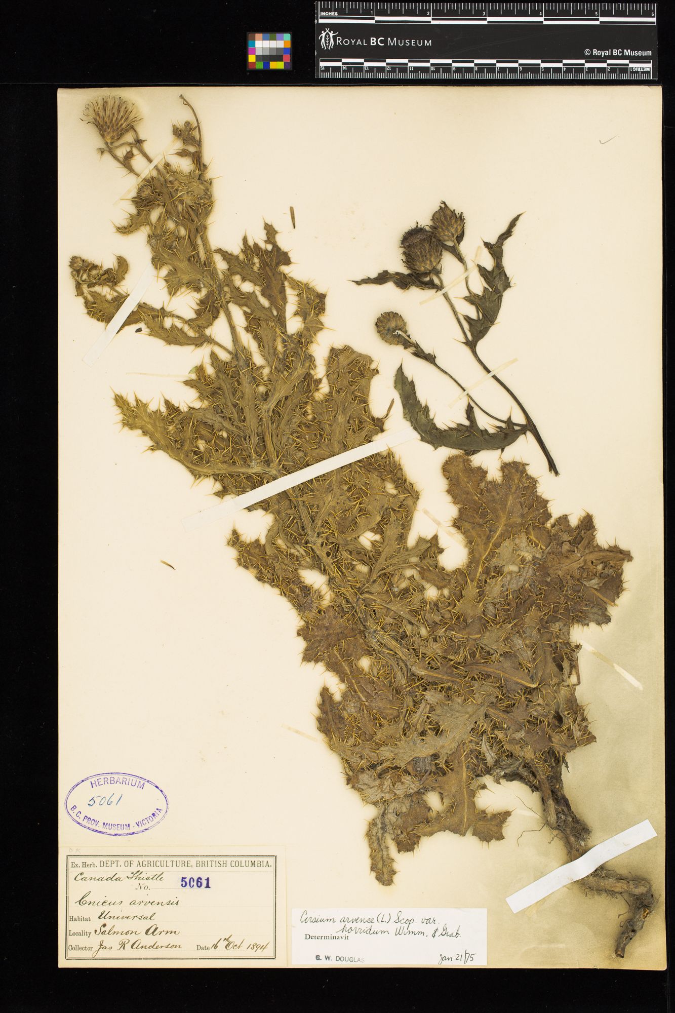 Image representing Cirsium arvense var. horridum.