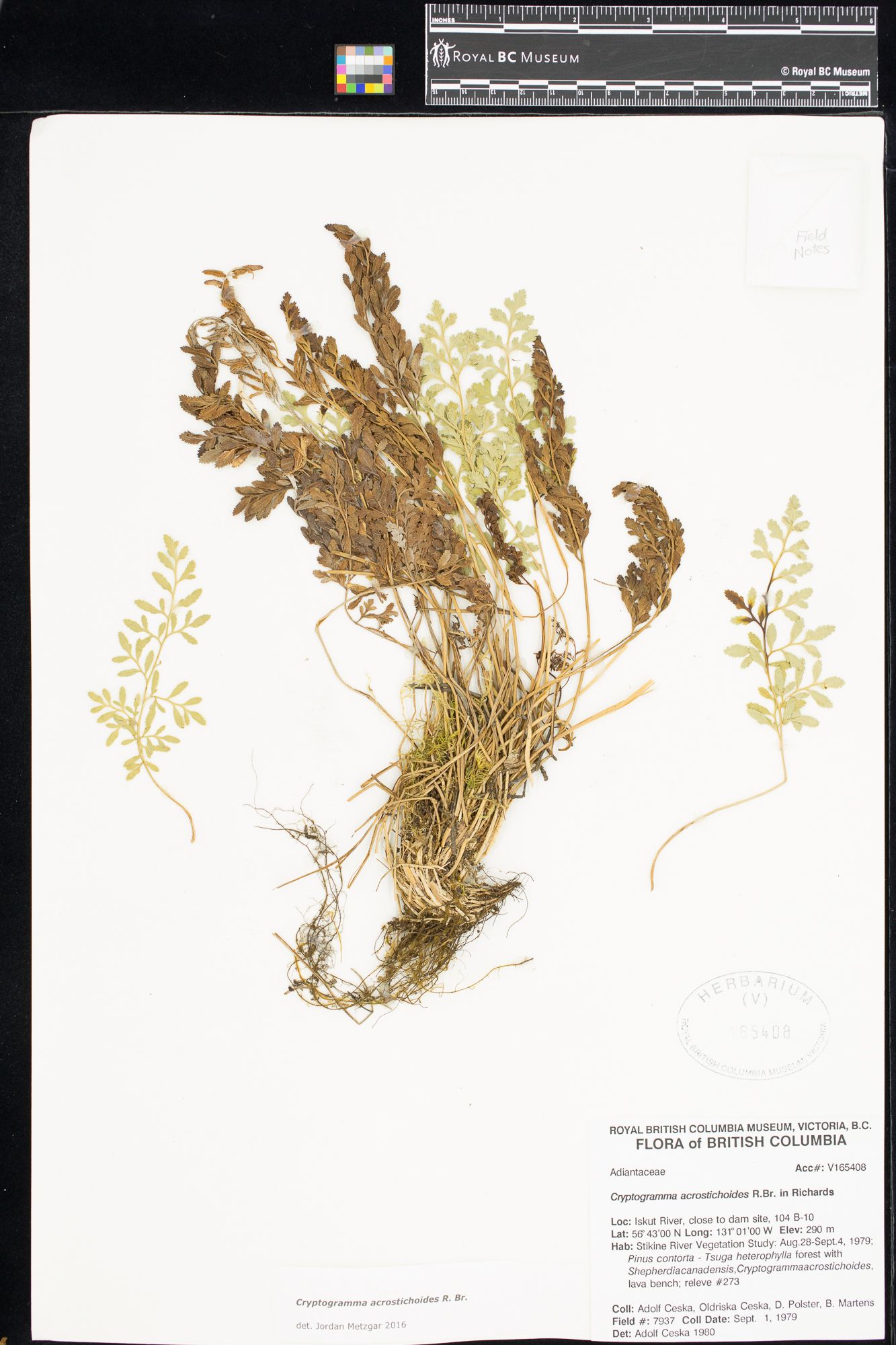 Image representing Cryptogramma acrostichoides.