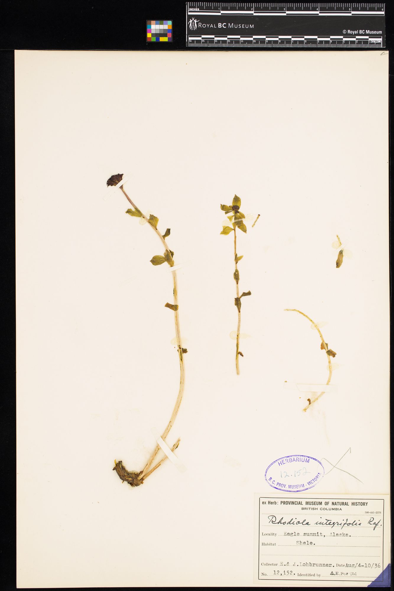 Image representing Rhodiola integrifolia ssp. integrifolia.