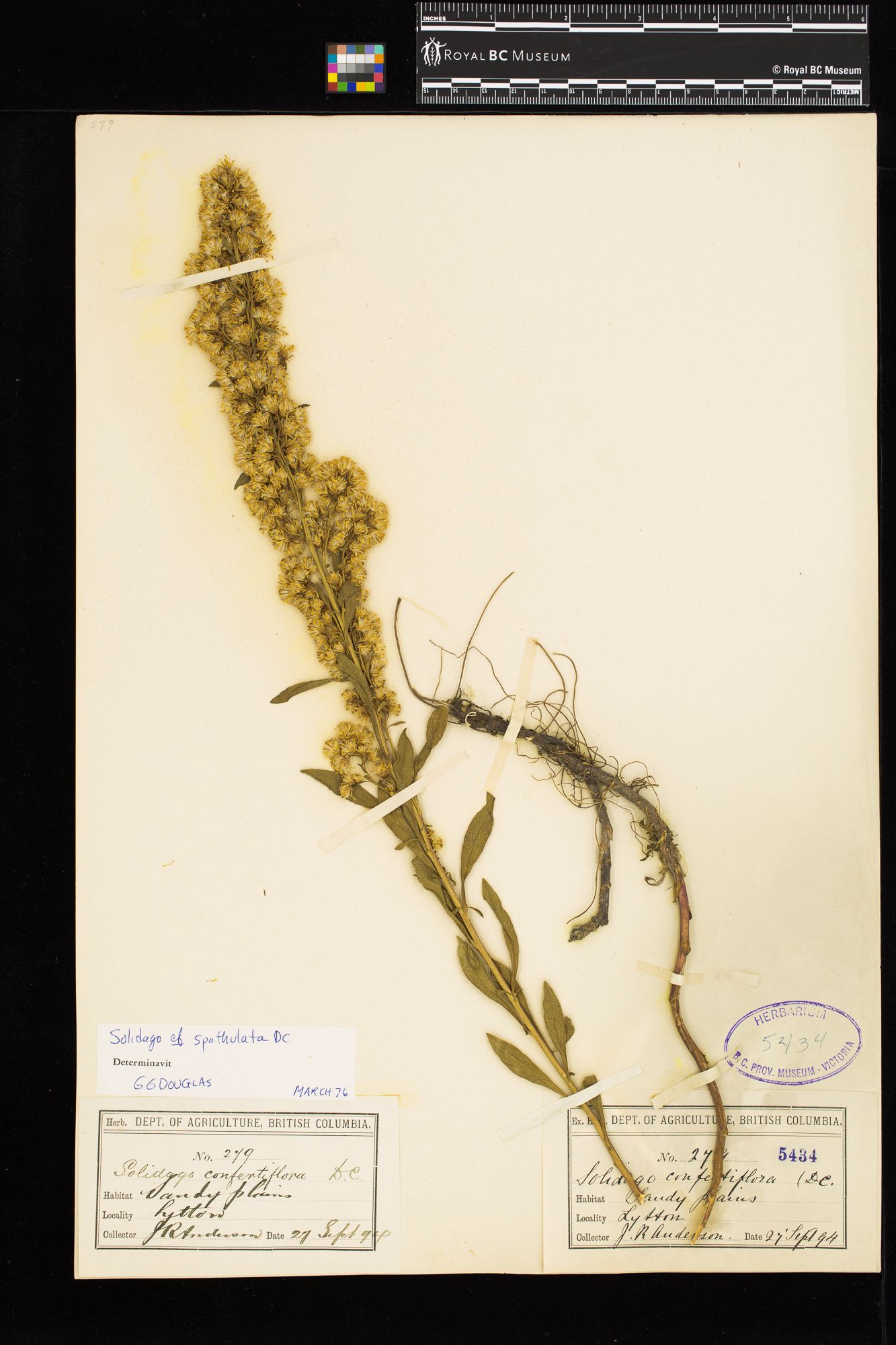 Image representing Solidago glutinosa.