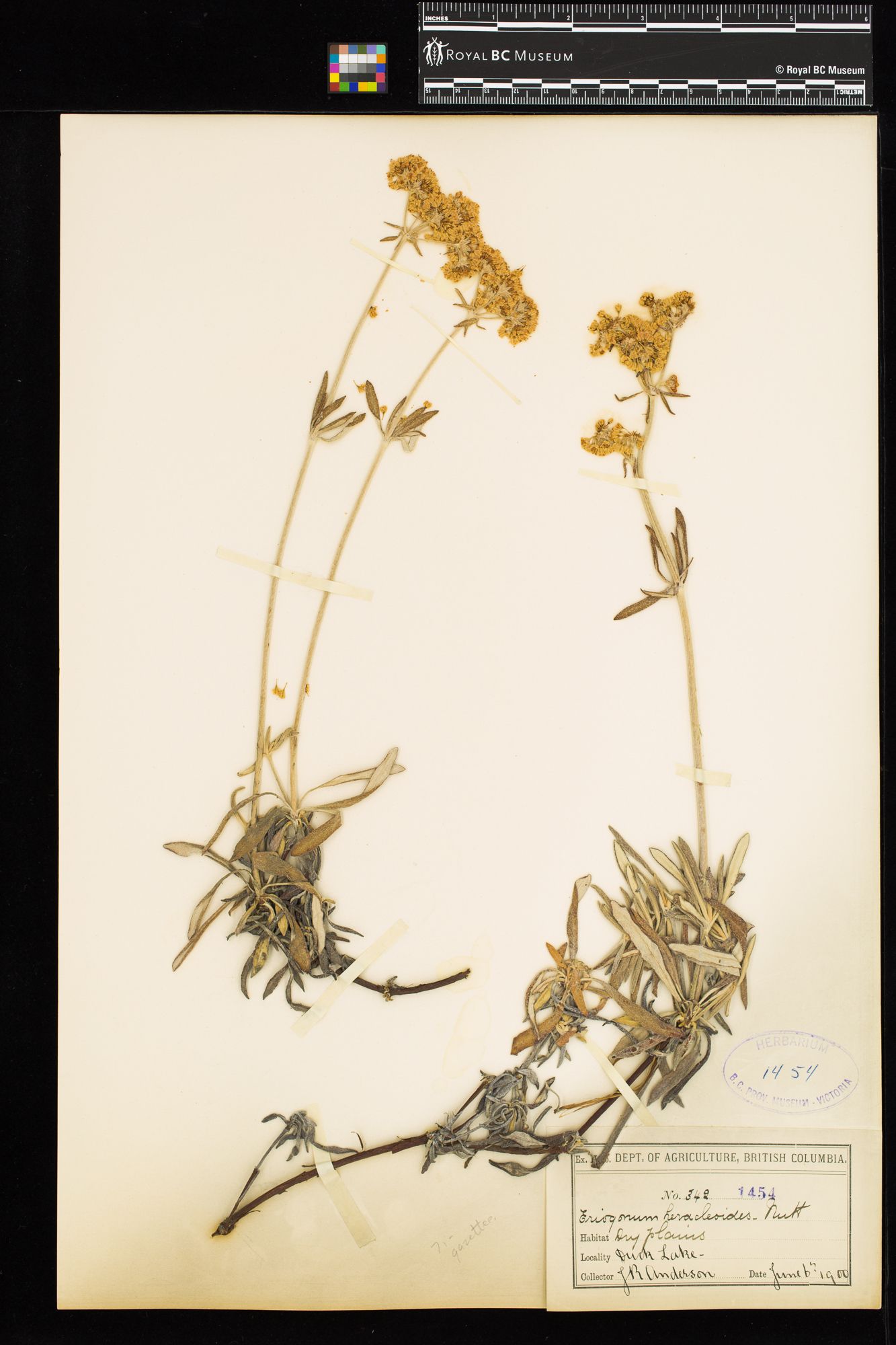 Image représentant Eriogonum heracleoides