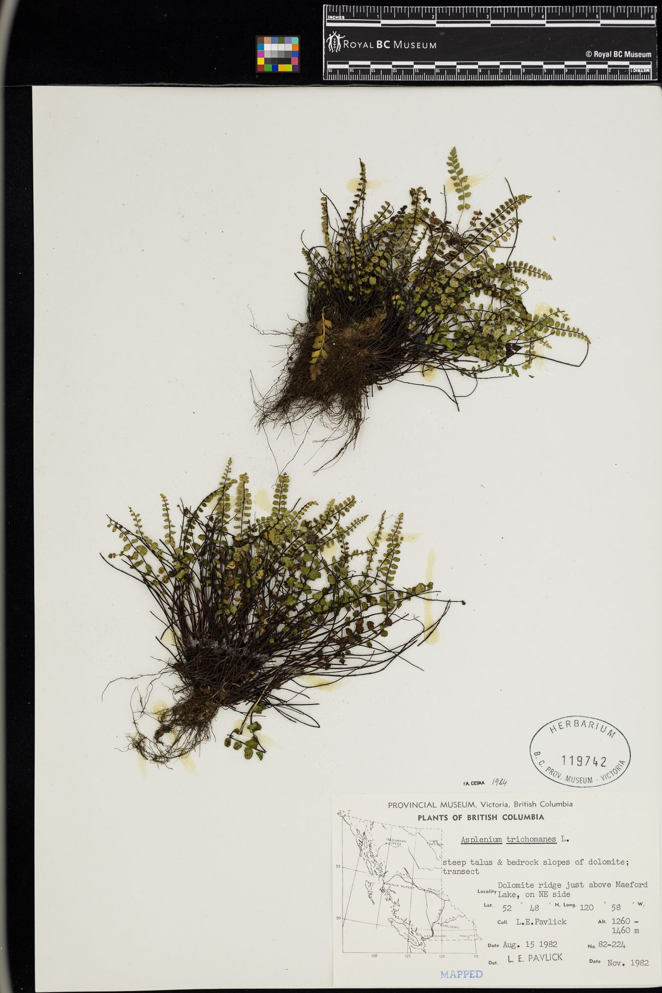 Image representing Asplenium trichomanes.