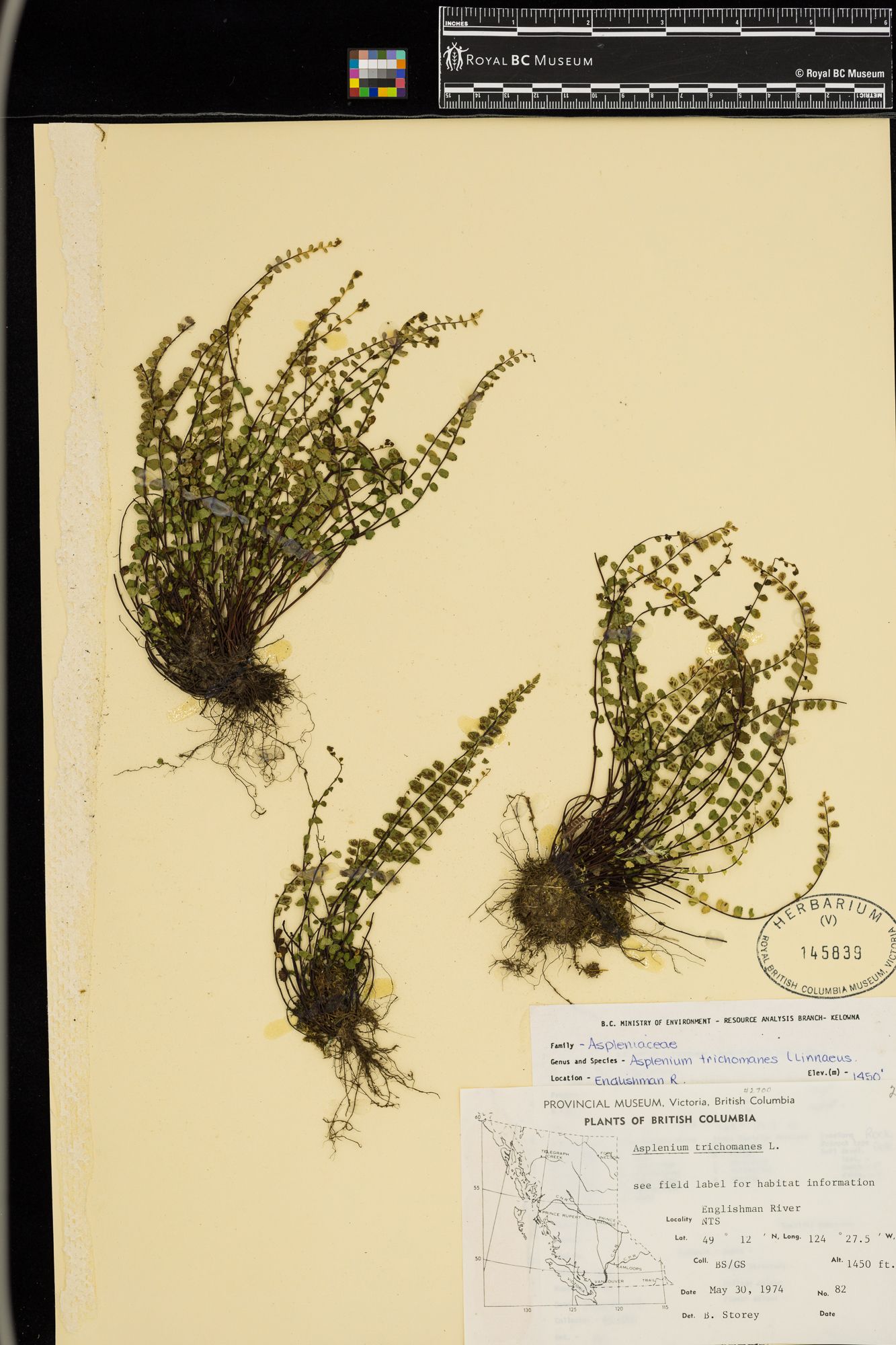 Image representing Asplenium trichomanes.