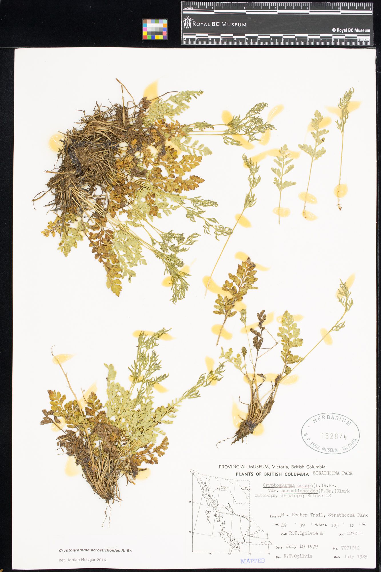 Image representing Cryptogramma crispa.