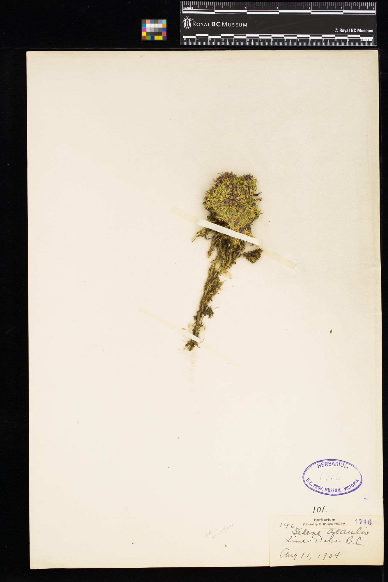 Image représentant Silene acaulis