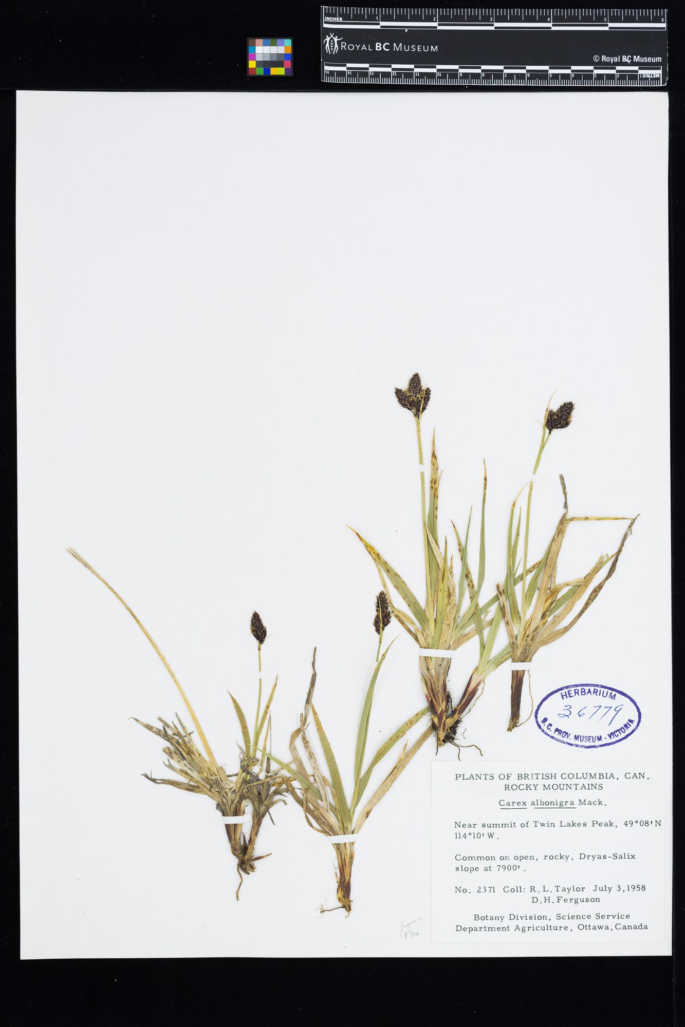 Image representing Carex albonigra.