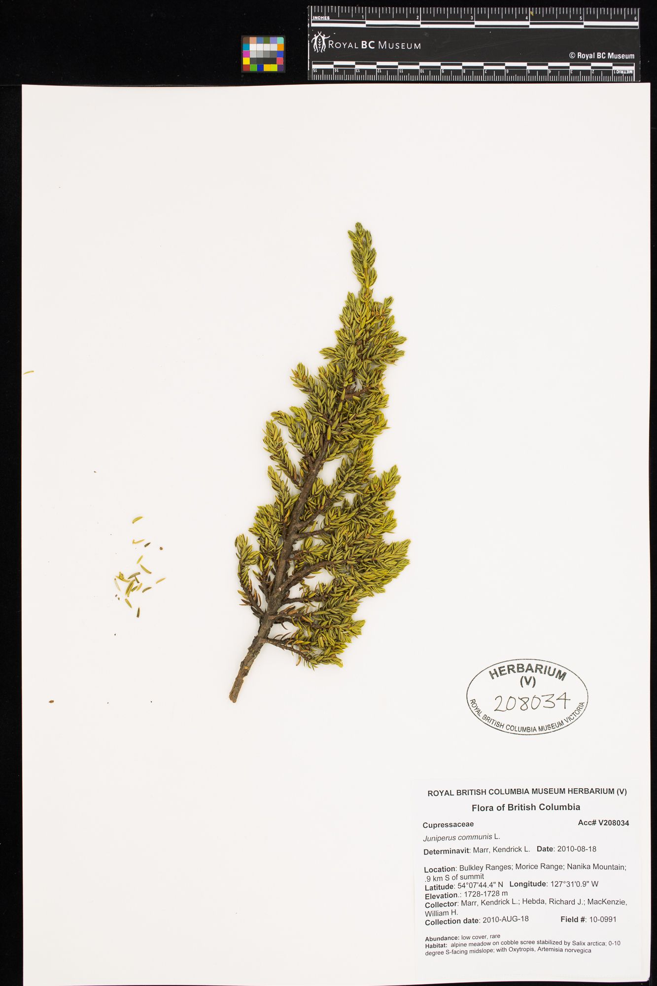 Image représentant Juniperus communis