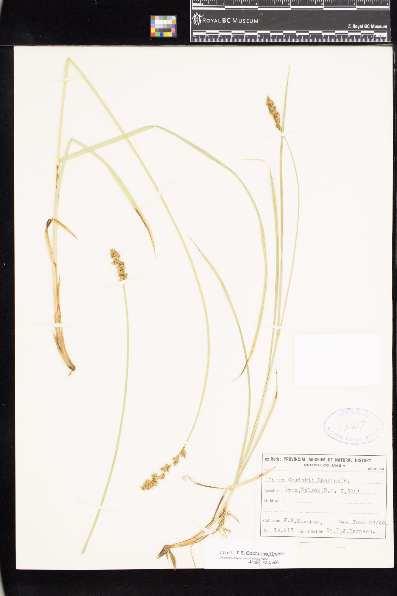 Image representing Carex cusickii.