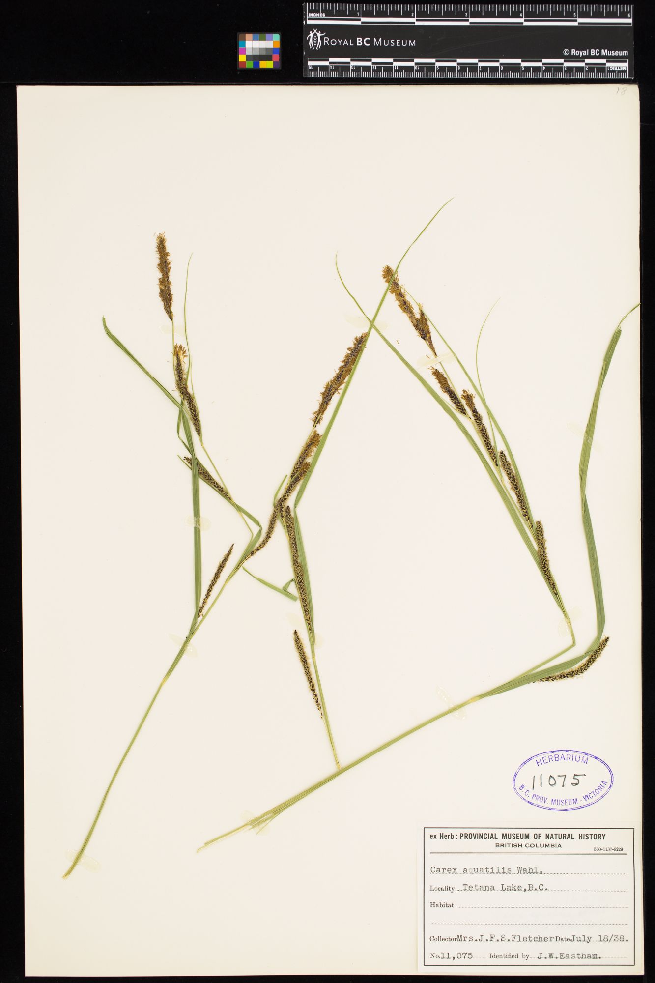 Image representing Carex aquatilis.