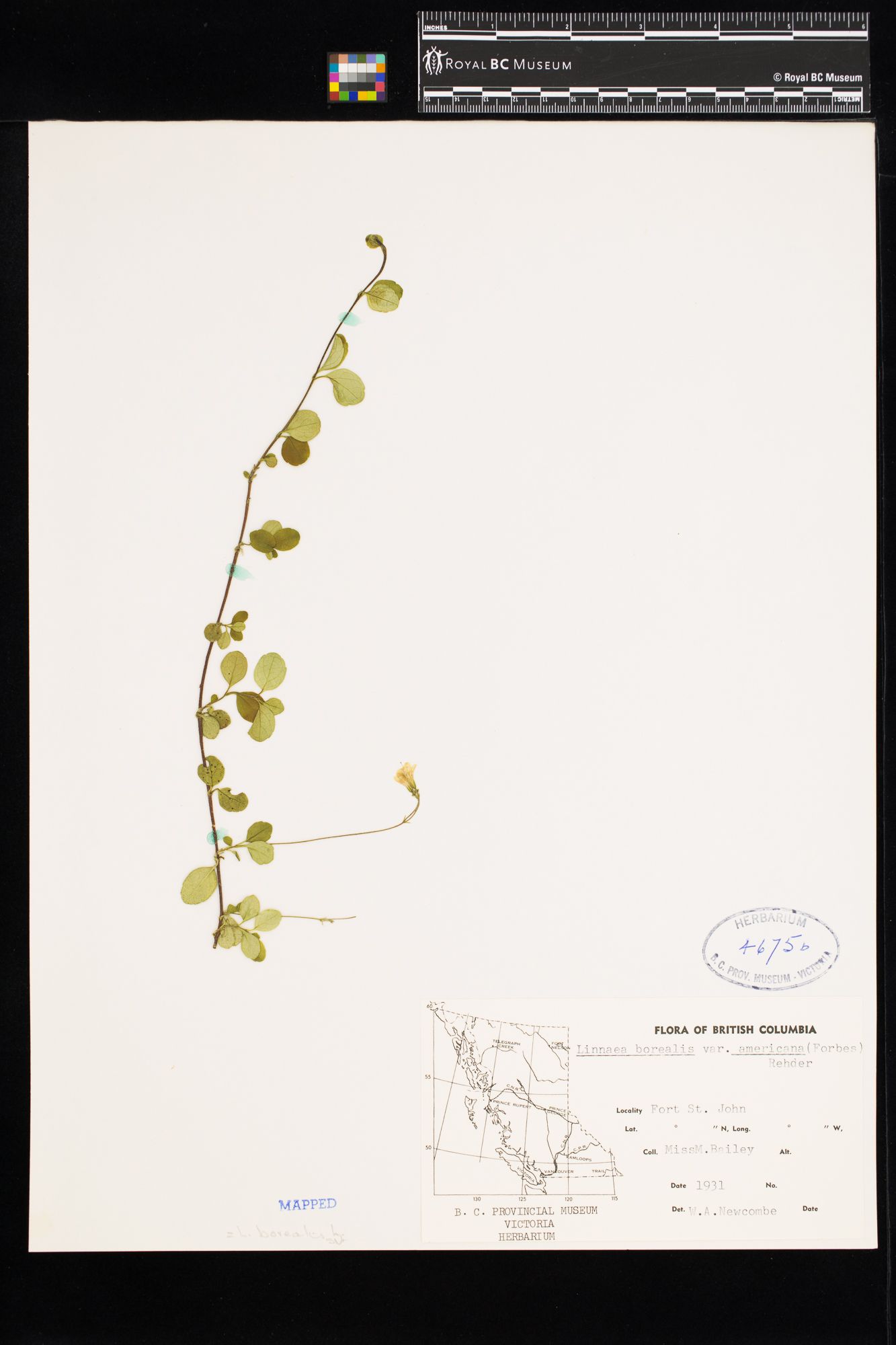 Image representing Linnaea borealis ssp. longiflora.