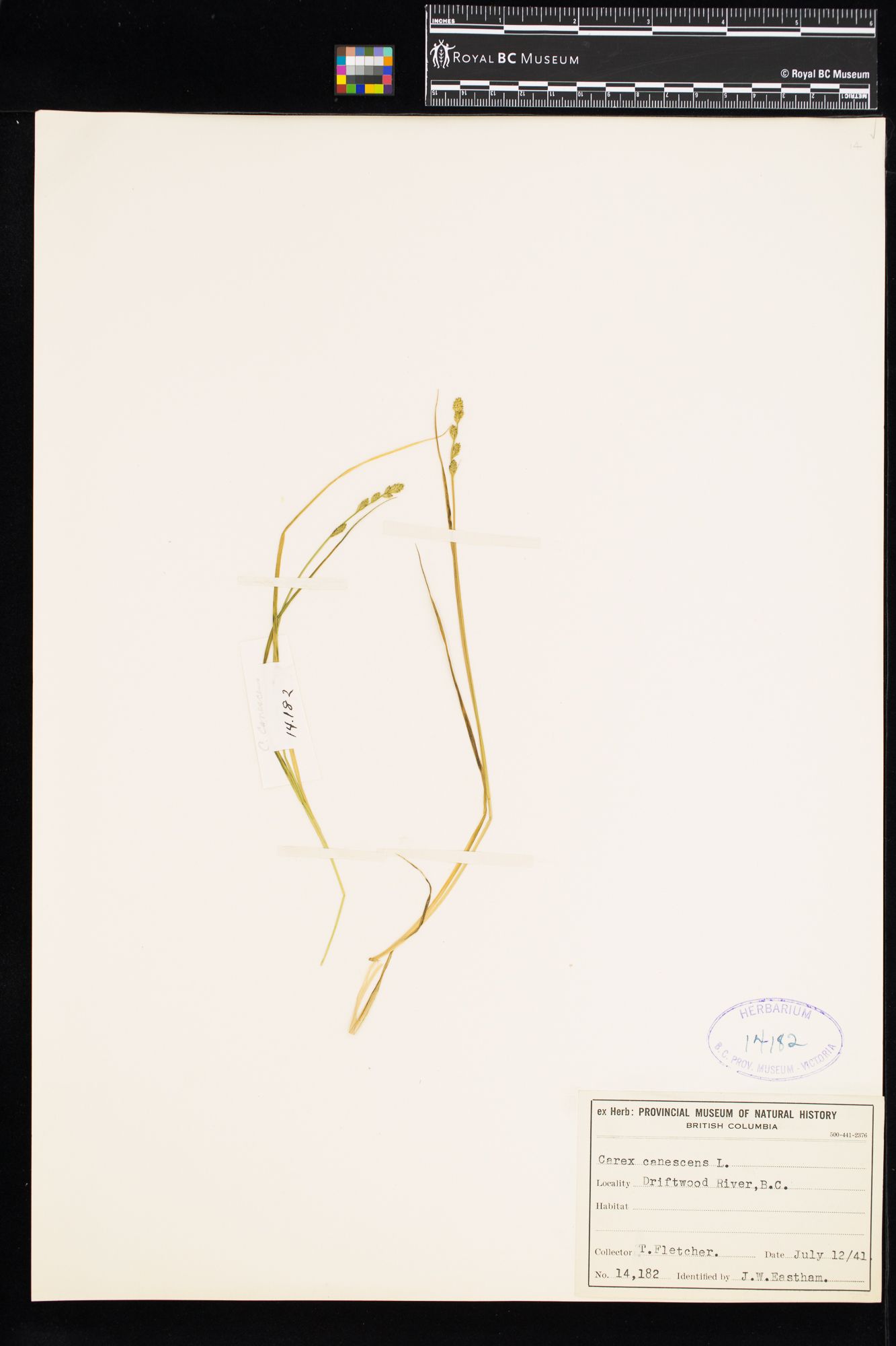 Image representing Carex canescens.