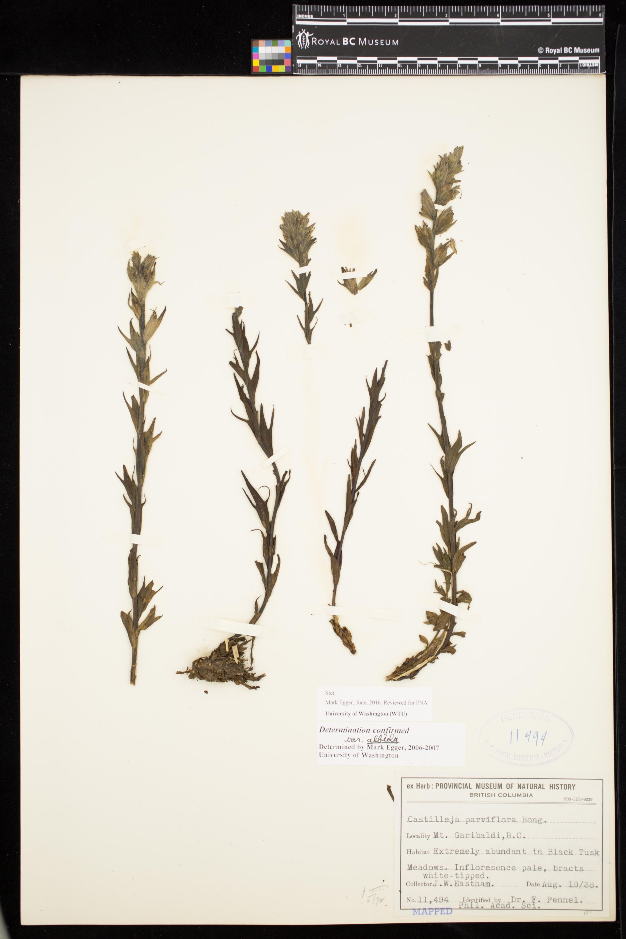 Image representing Castilleja parviflora var. albida.
