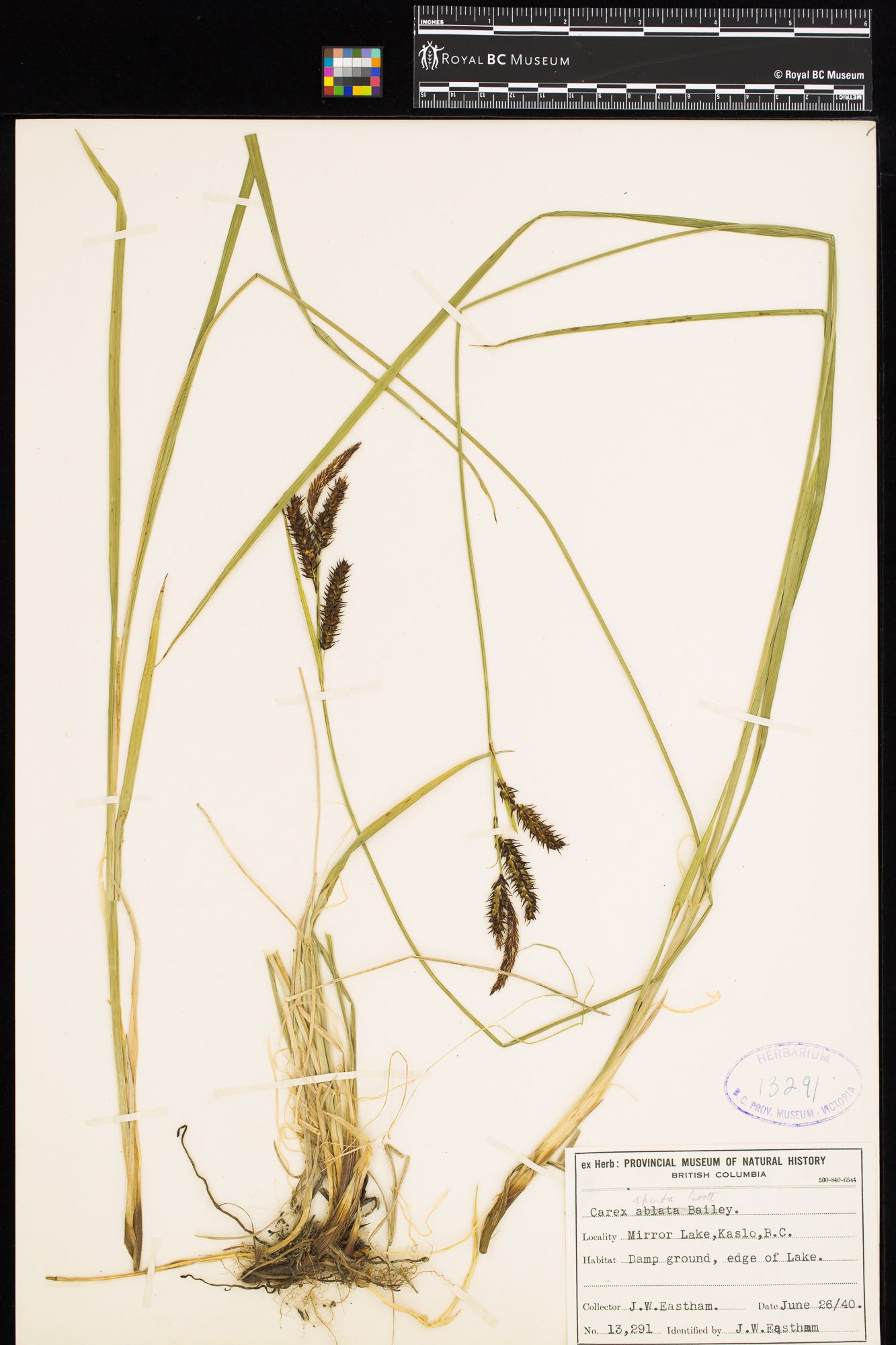 Image representing Carex aperta.