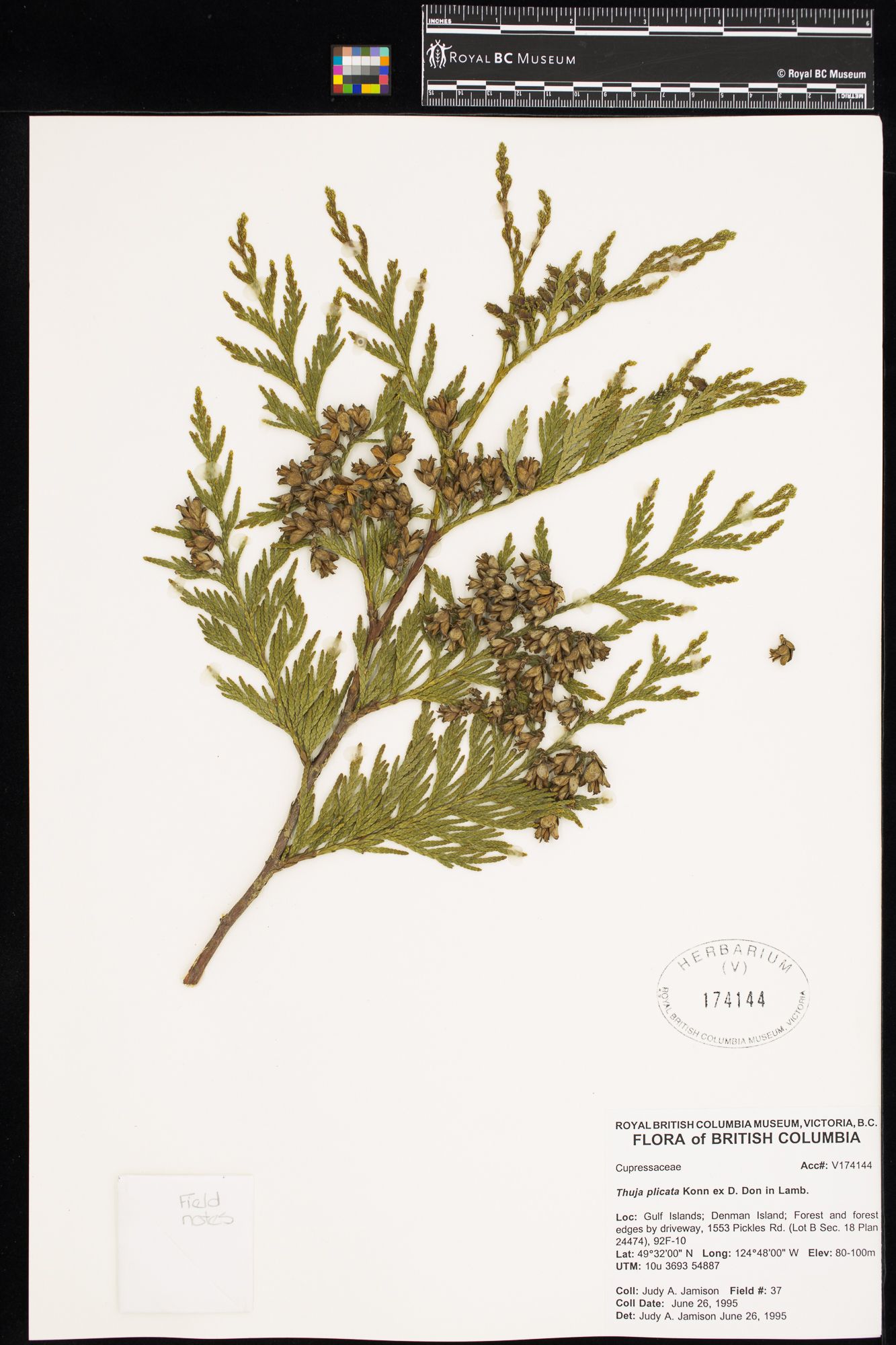 Image representing Thuja plicata.