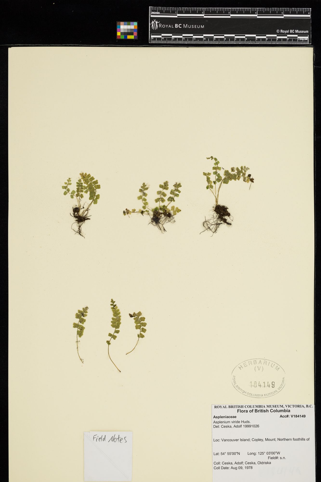 Image representing Asplenium viride.