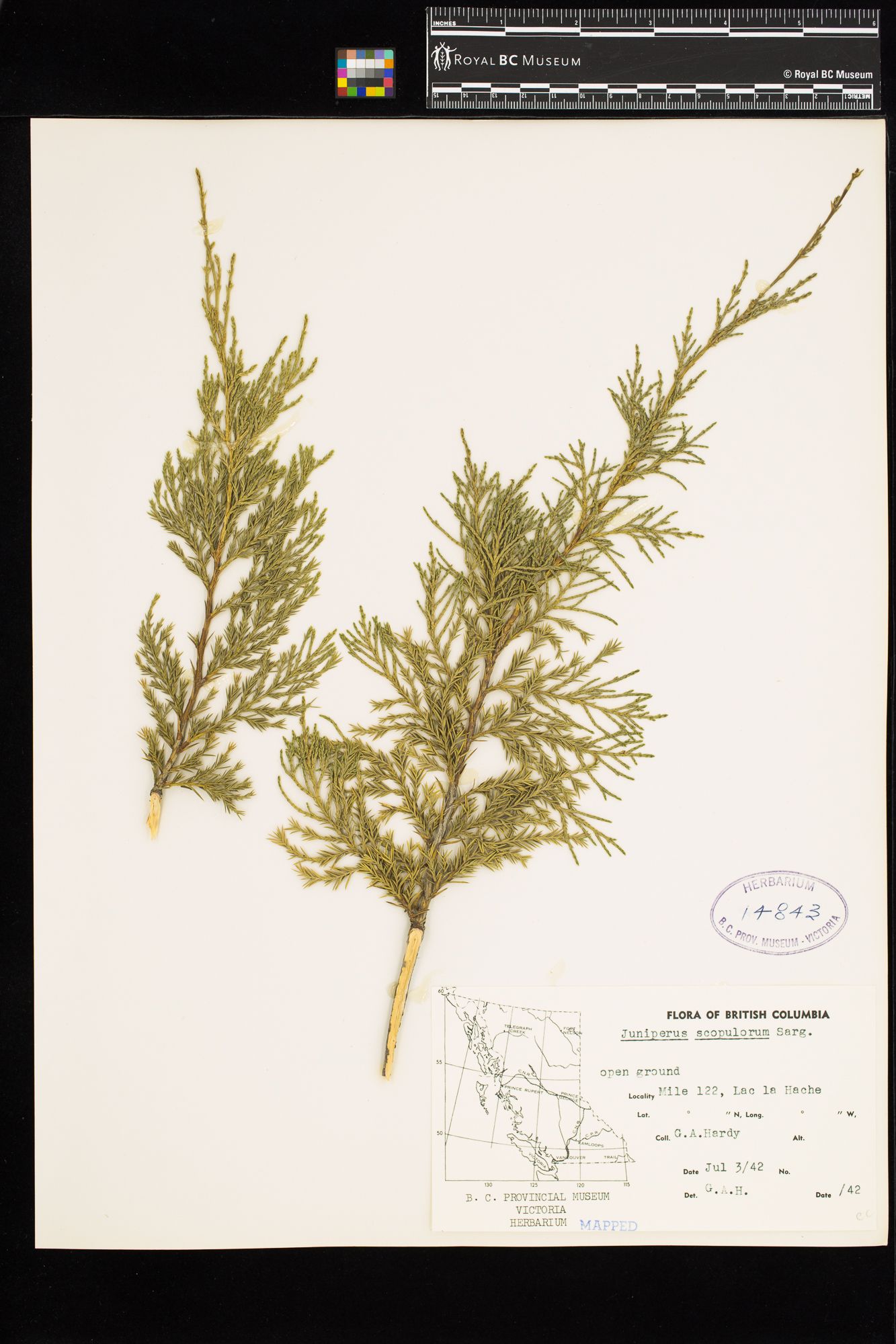 Image representing Juniperus scopulorum.